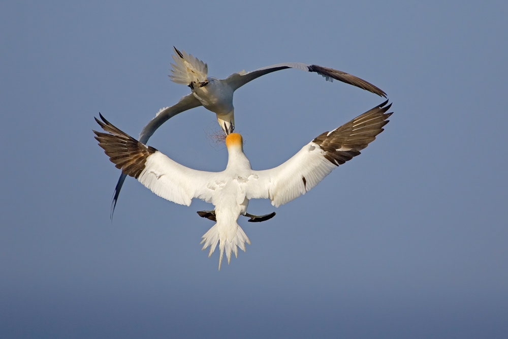 Glanzlichter 2007 - Category Birds - highly commended