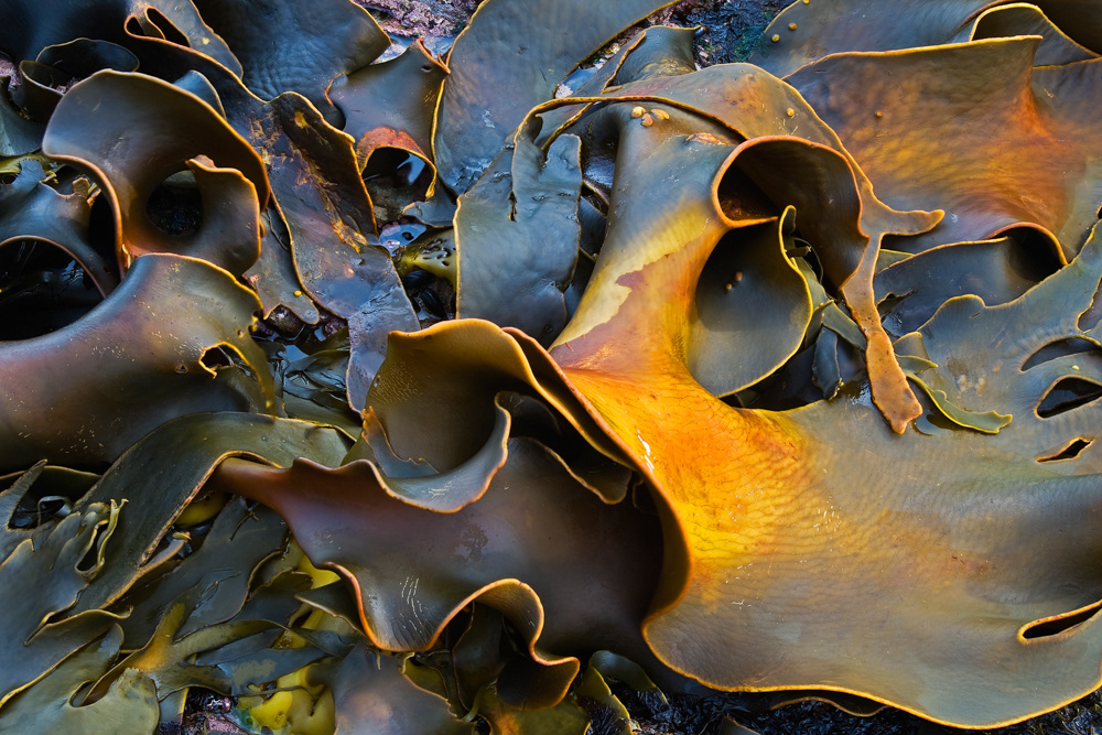 GDT Nature Photographer of the Year 2012 - Category Plants and Funghi - 9th place