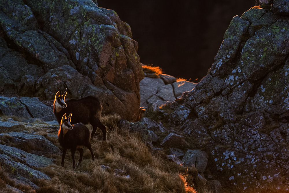 GDT Nature Photographer of the Year 2014 - Category Mammals - 5th place