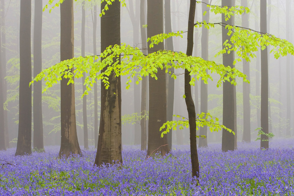NFS Nature Photographer of the Year 2011 - Category Plants - 3rd place