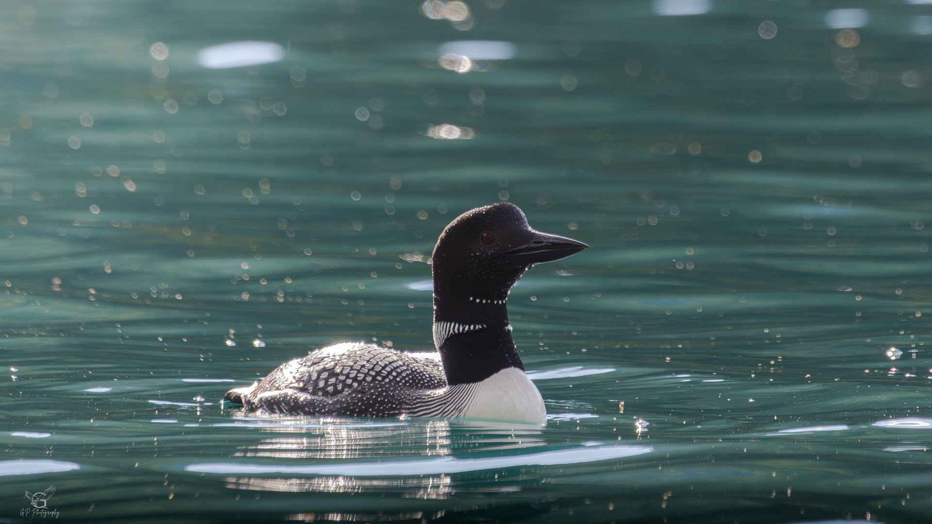 Common Loon