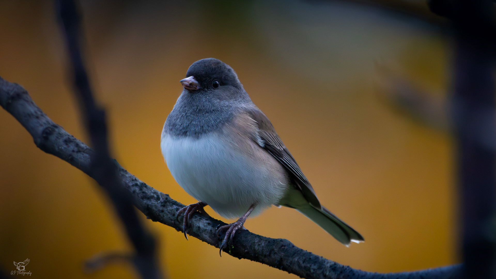 Dark-eyed Junco