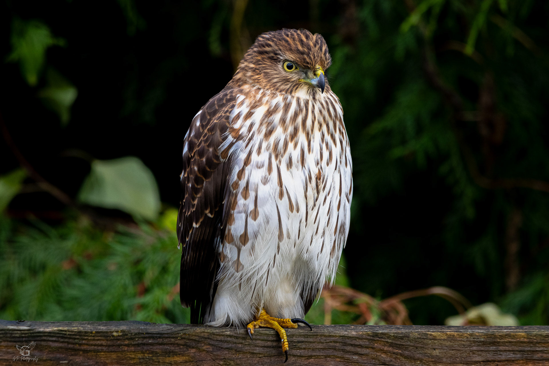 Cooper's Hawk