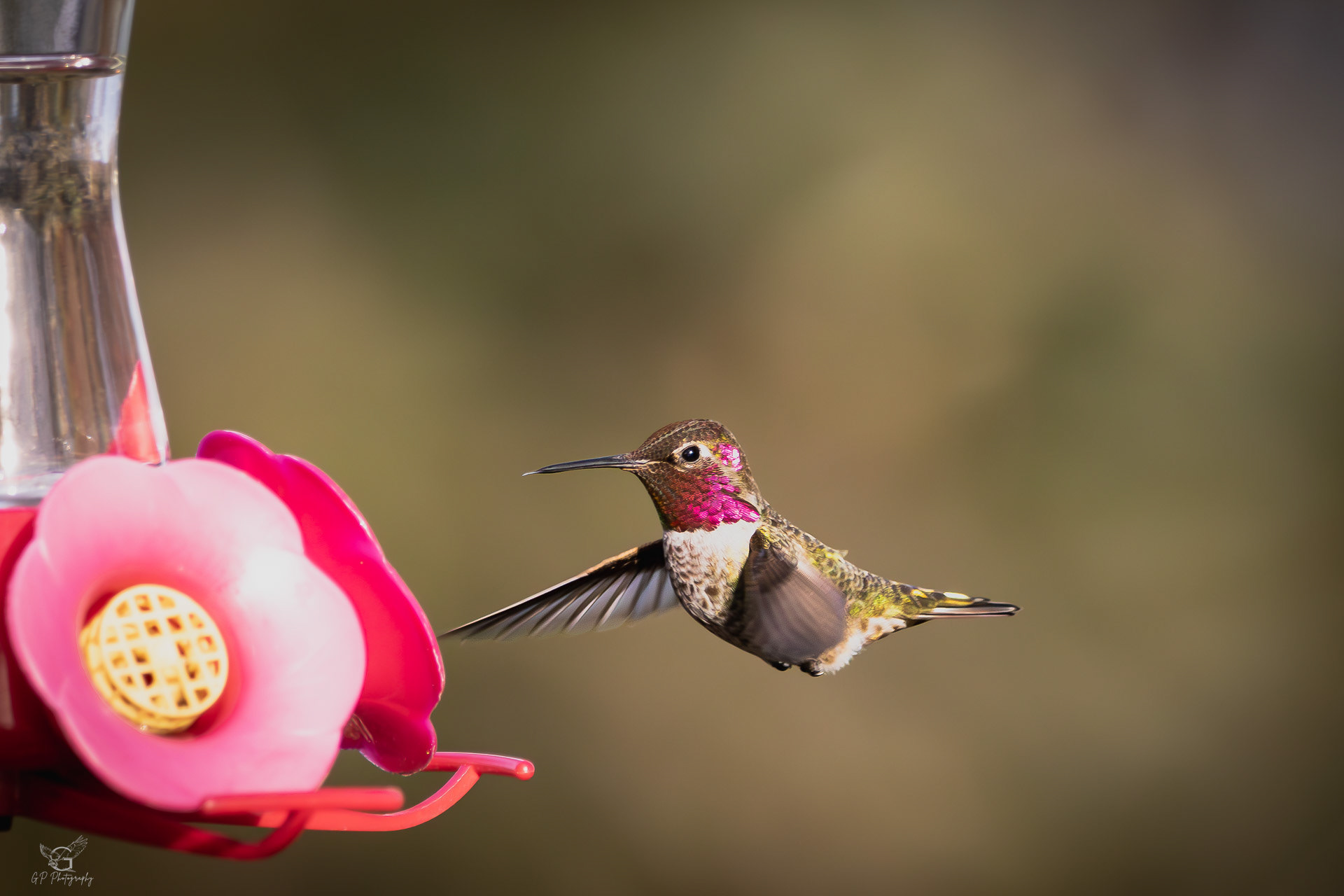 Anna's Hummingbird