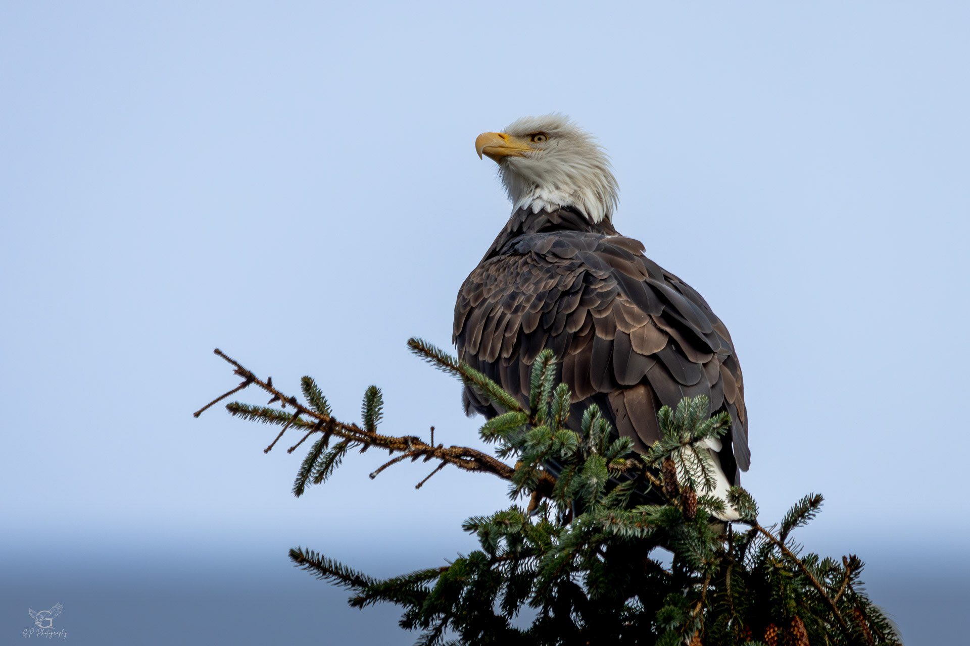 Bald Eagle