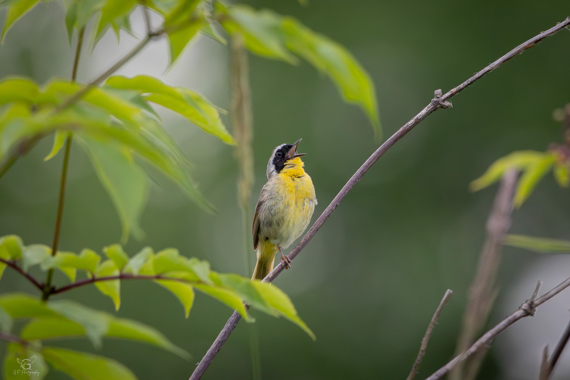 Common Yellowthroat