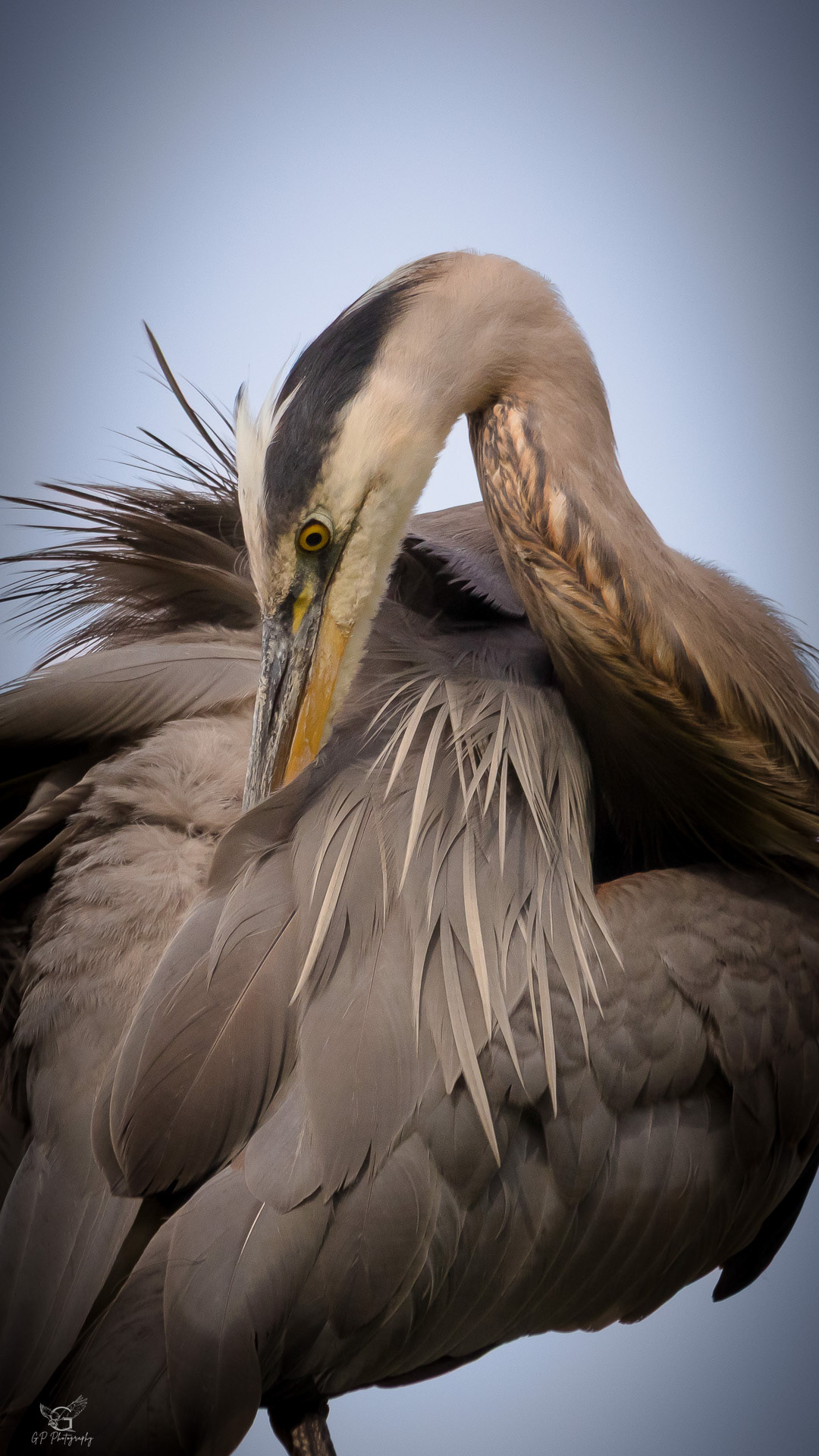 Great Blue Heron