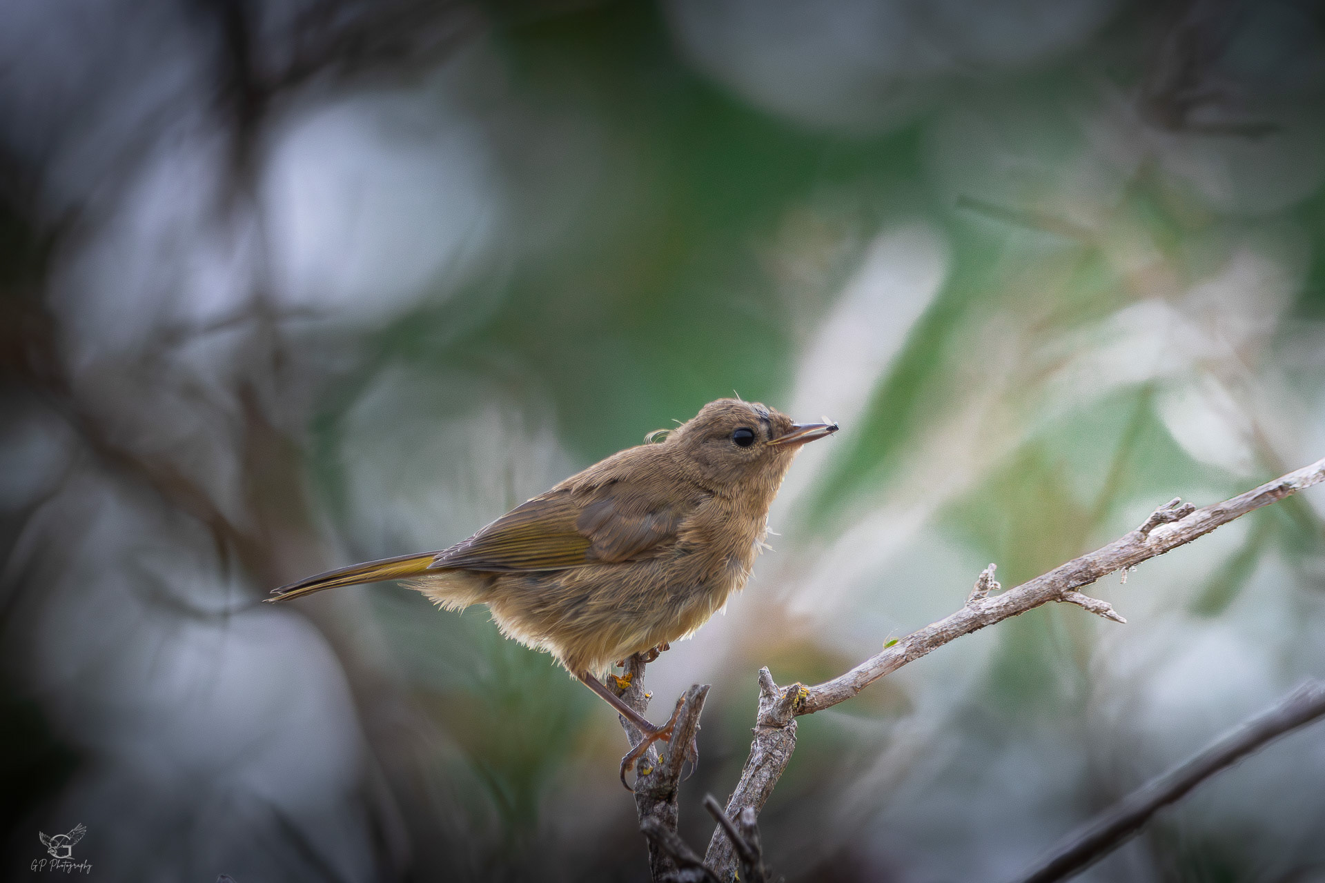 Common Yellowthroat