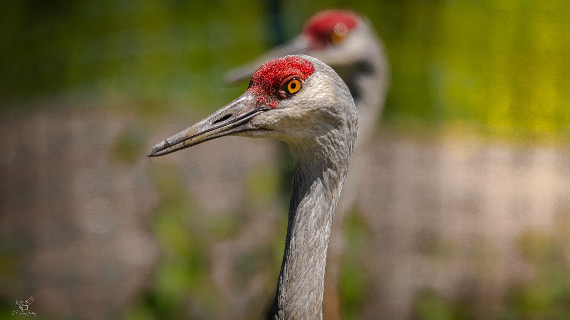 Sandhill Crane