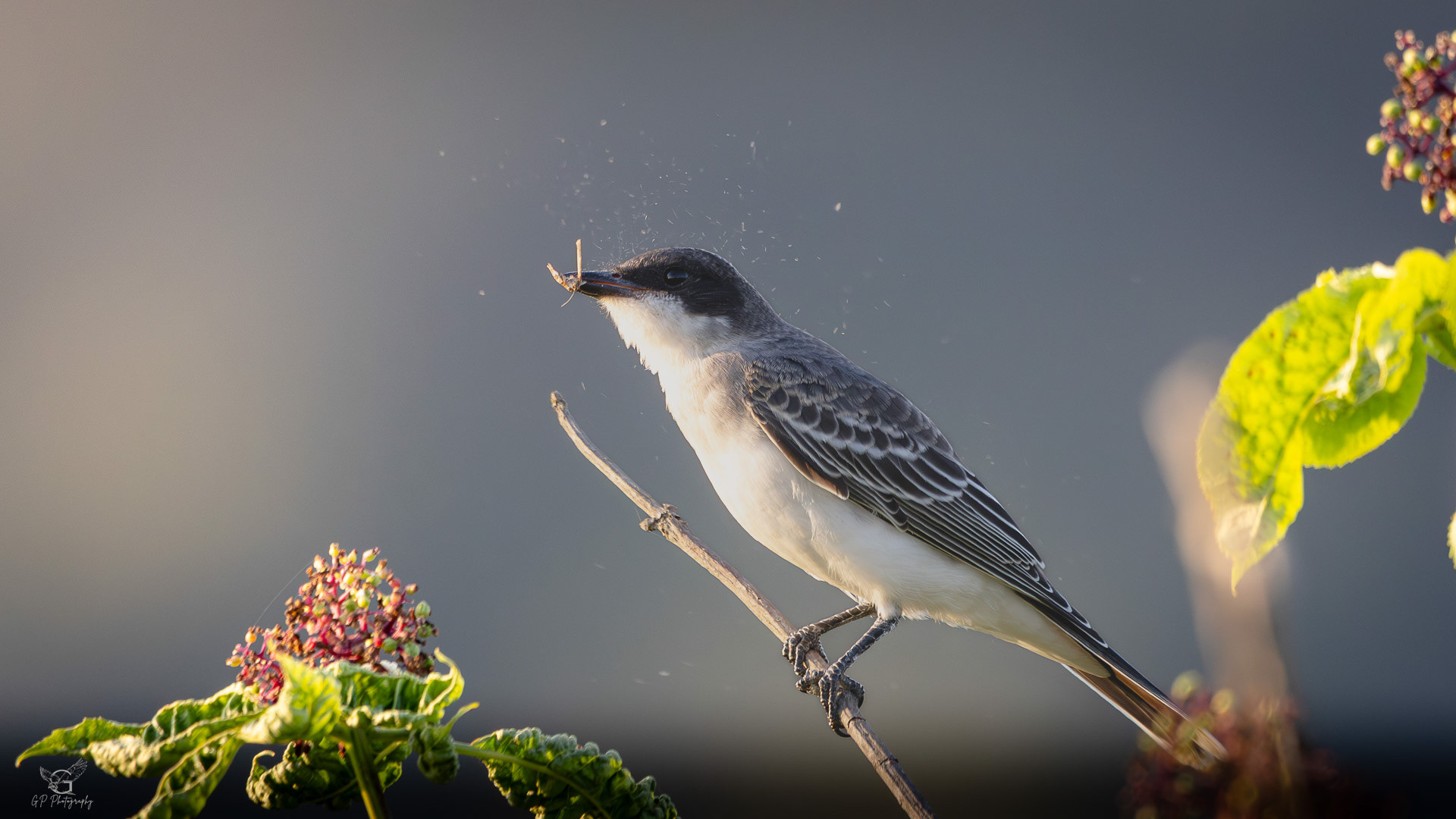 Eastern Kingbird