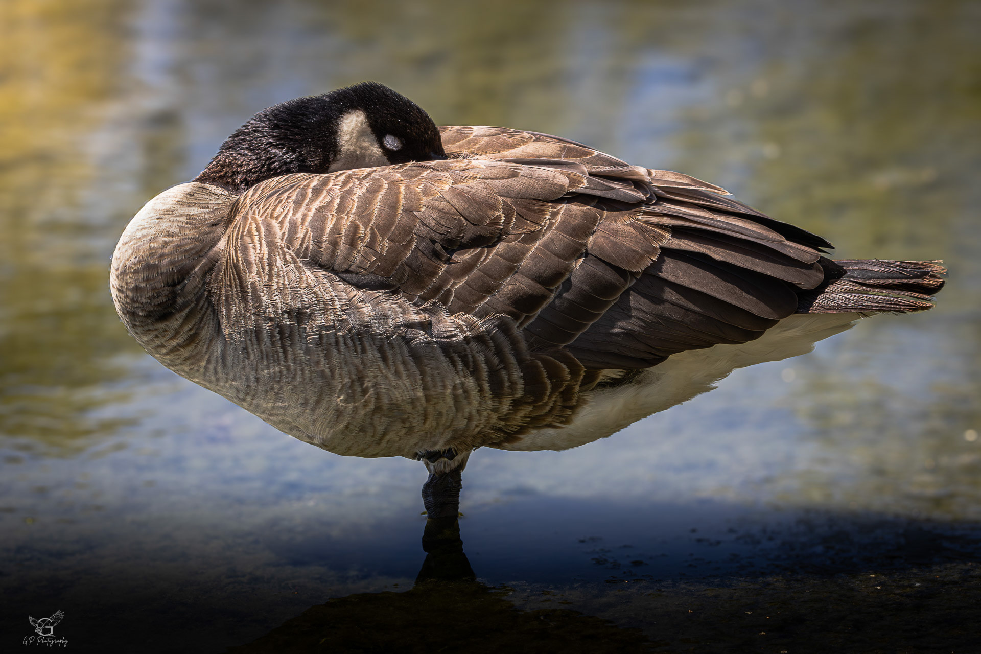 Canada Goose