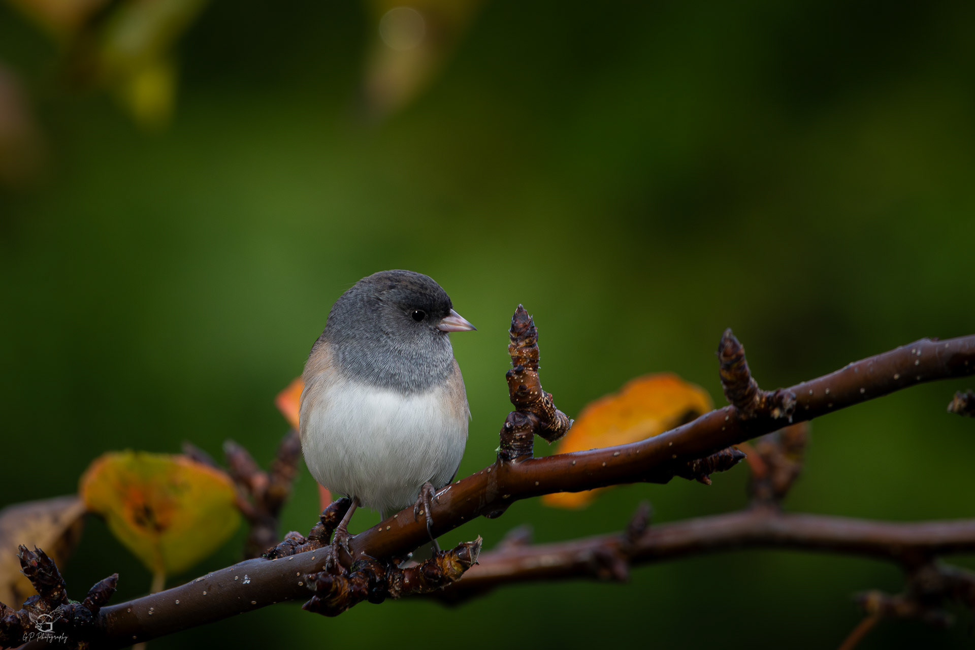Dark-eyed Junco