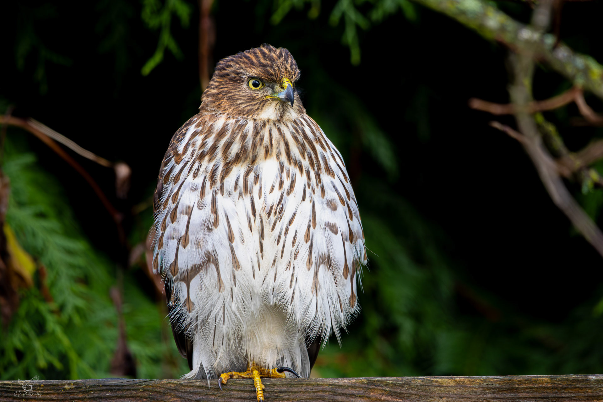 Cooper's Hawk