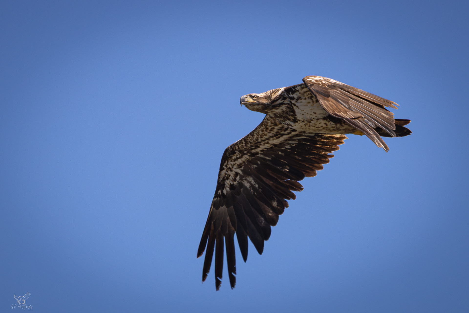 Juvenile Bald Eagle