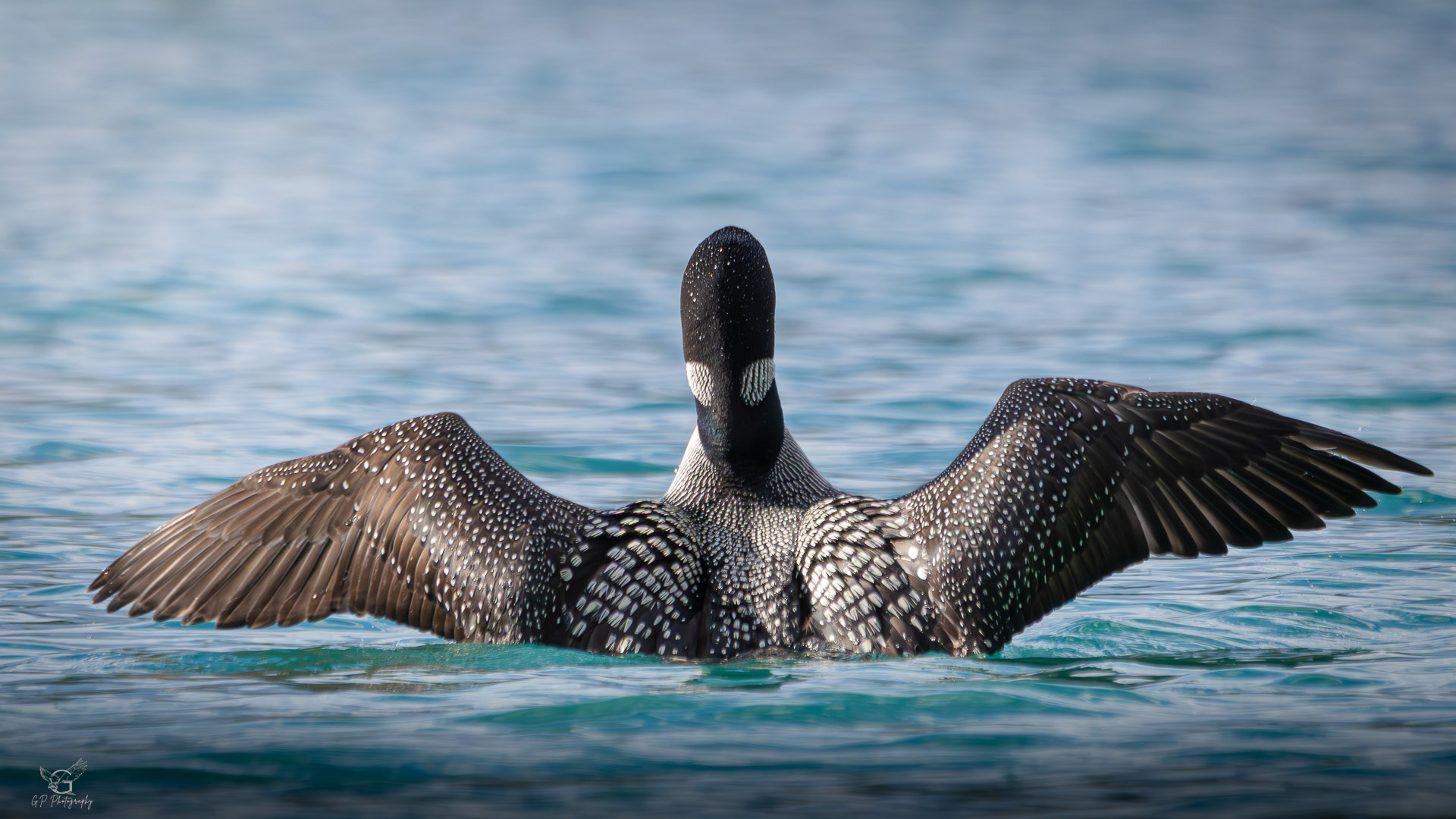 Common Loon