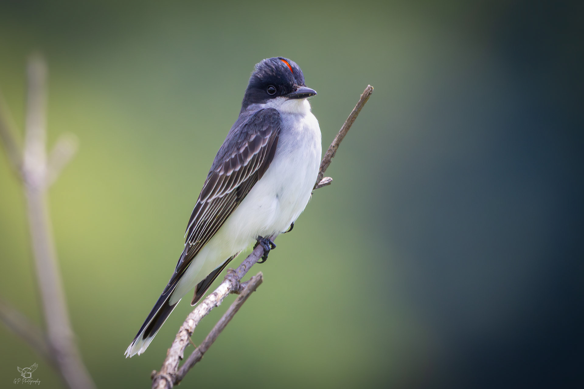 Eastern Kingbird