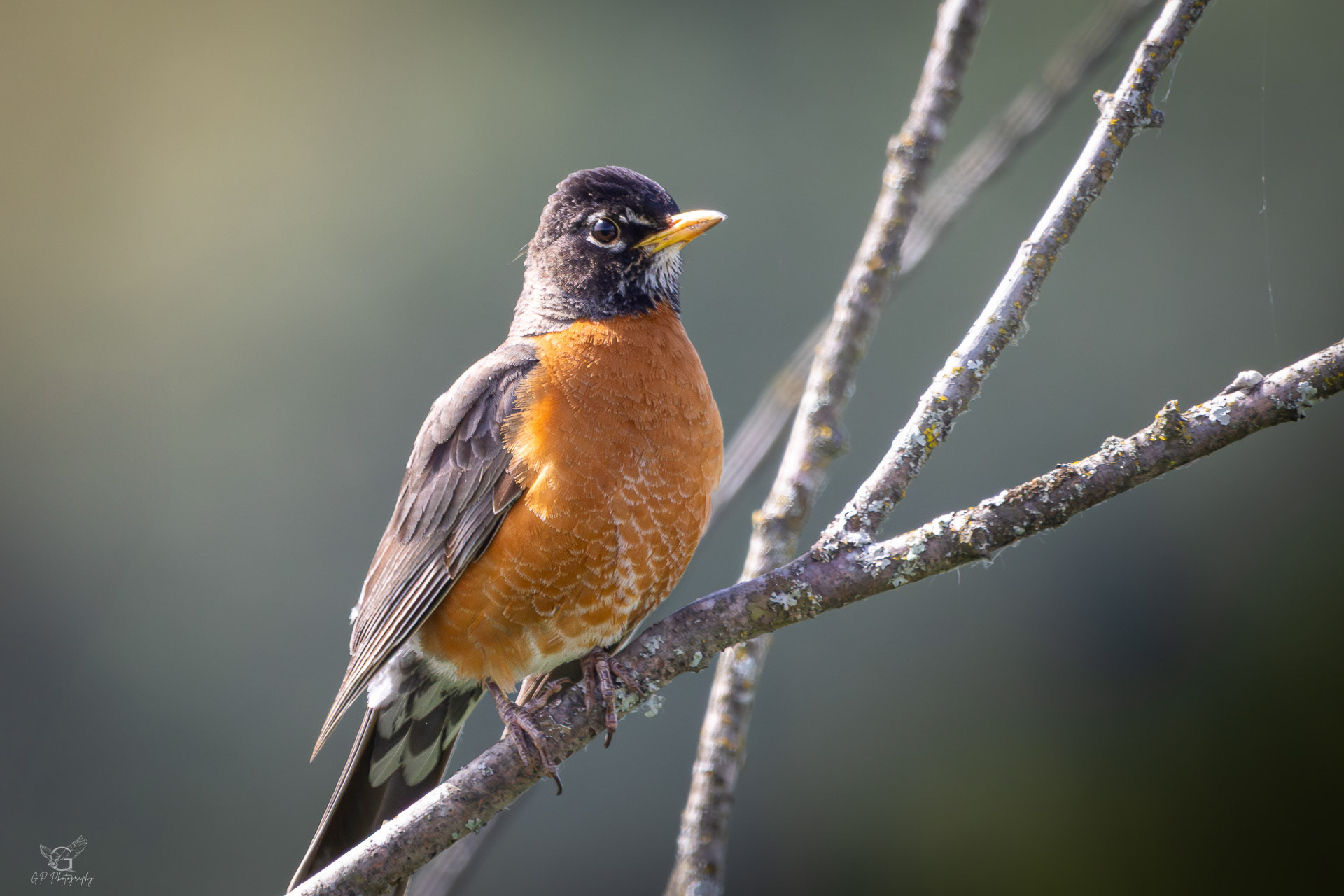 American Robin