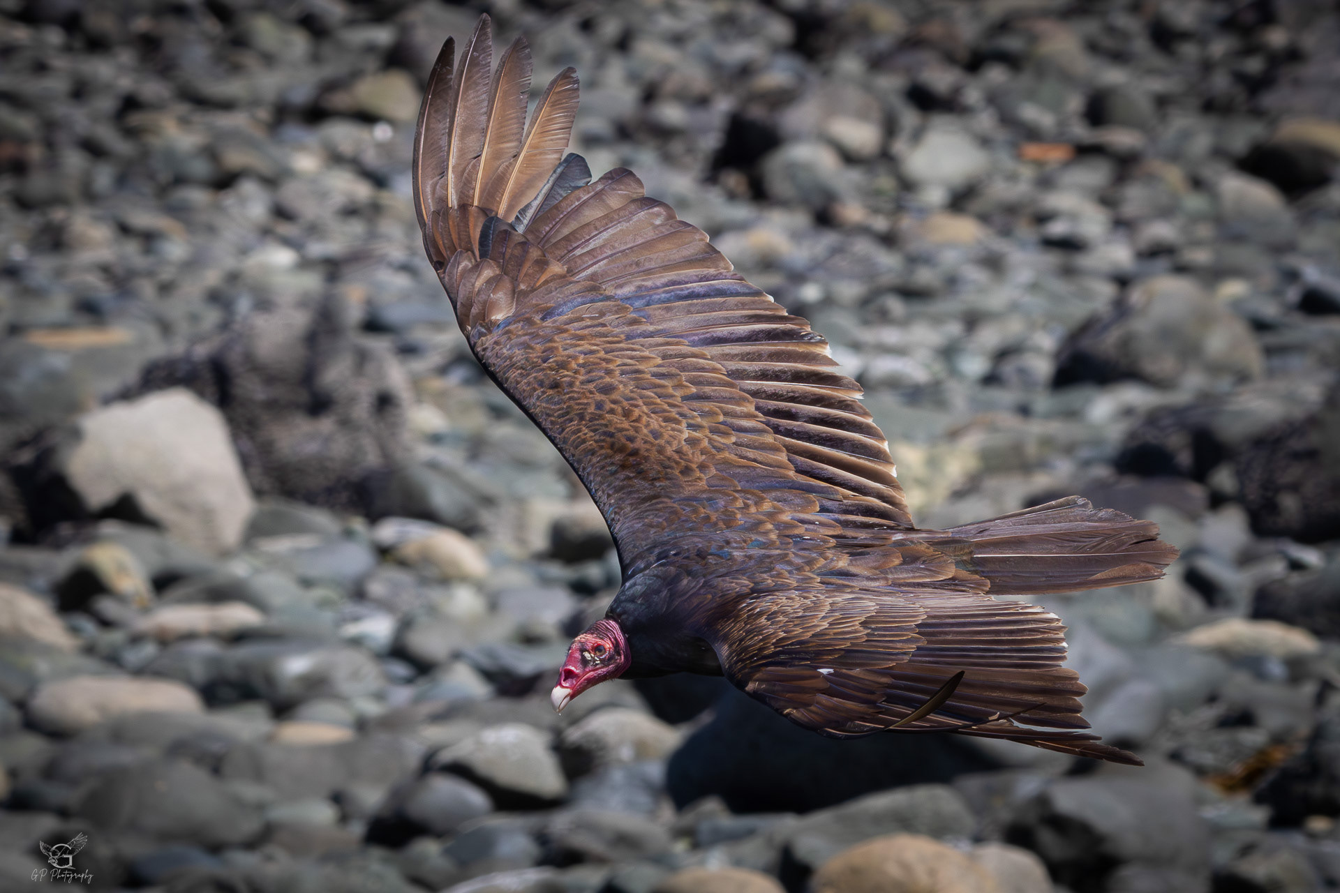 Turkey Vulture