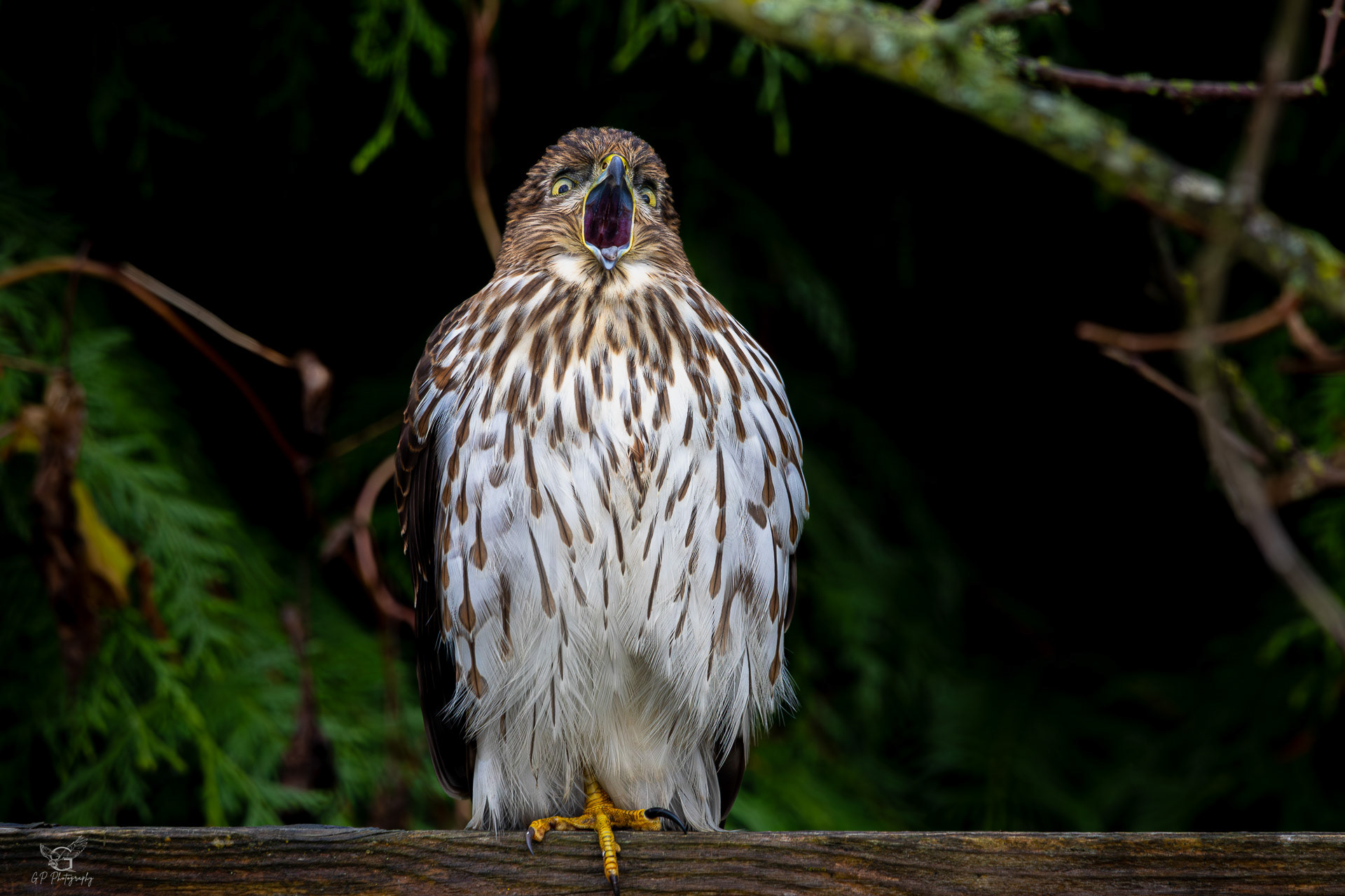 Cooper's Hawk