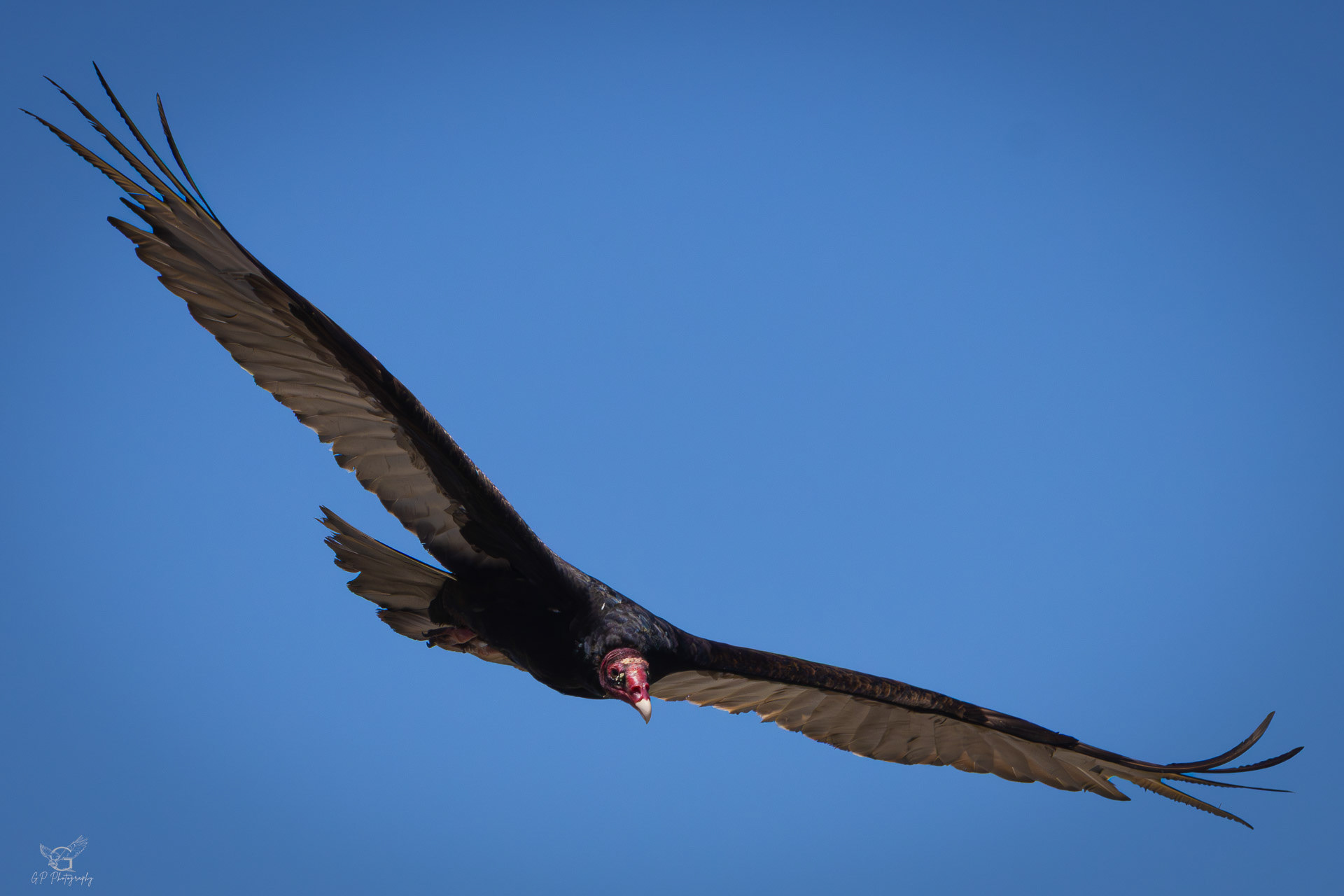 Turkey Vulture