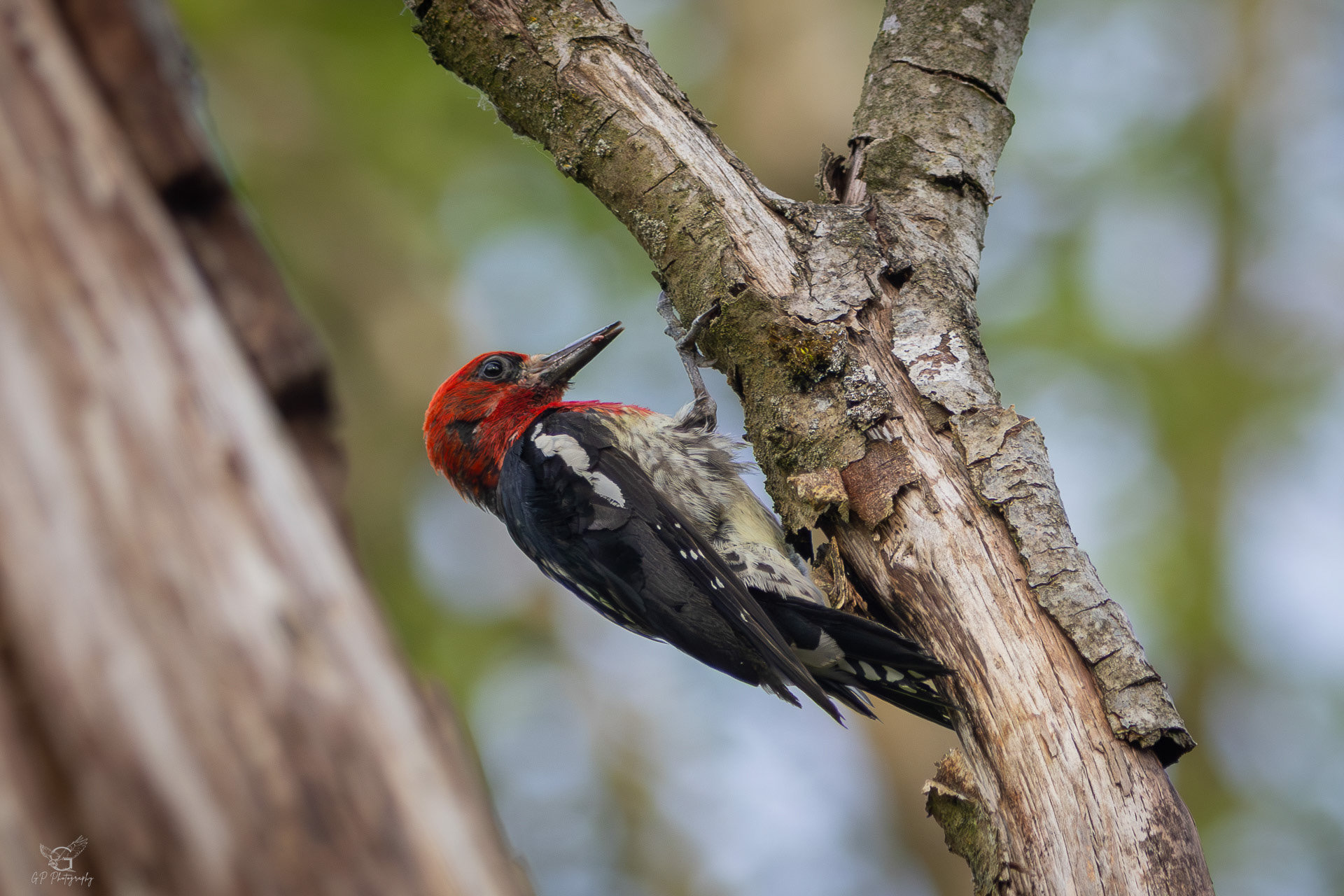 Red-naped Sapsucker