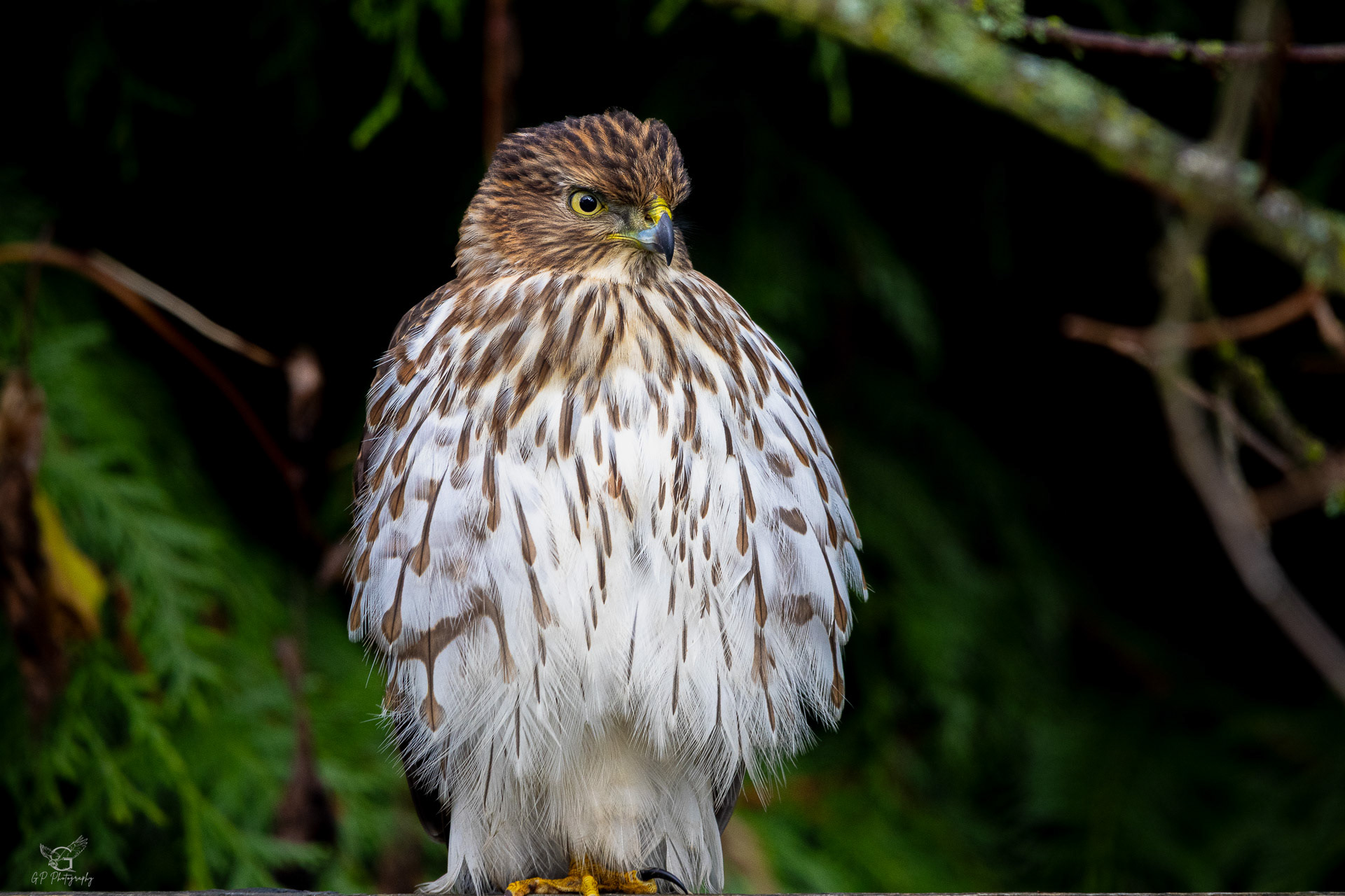 Cooper's Hawk