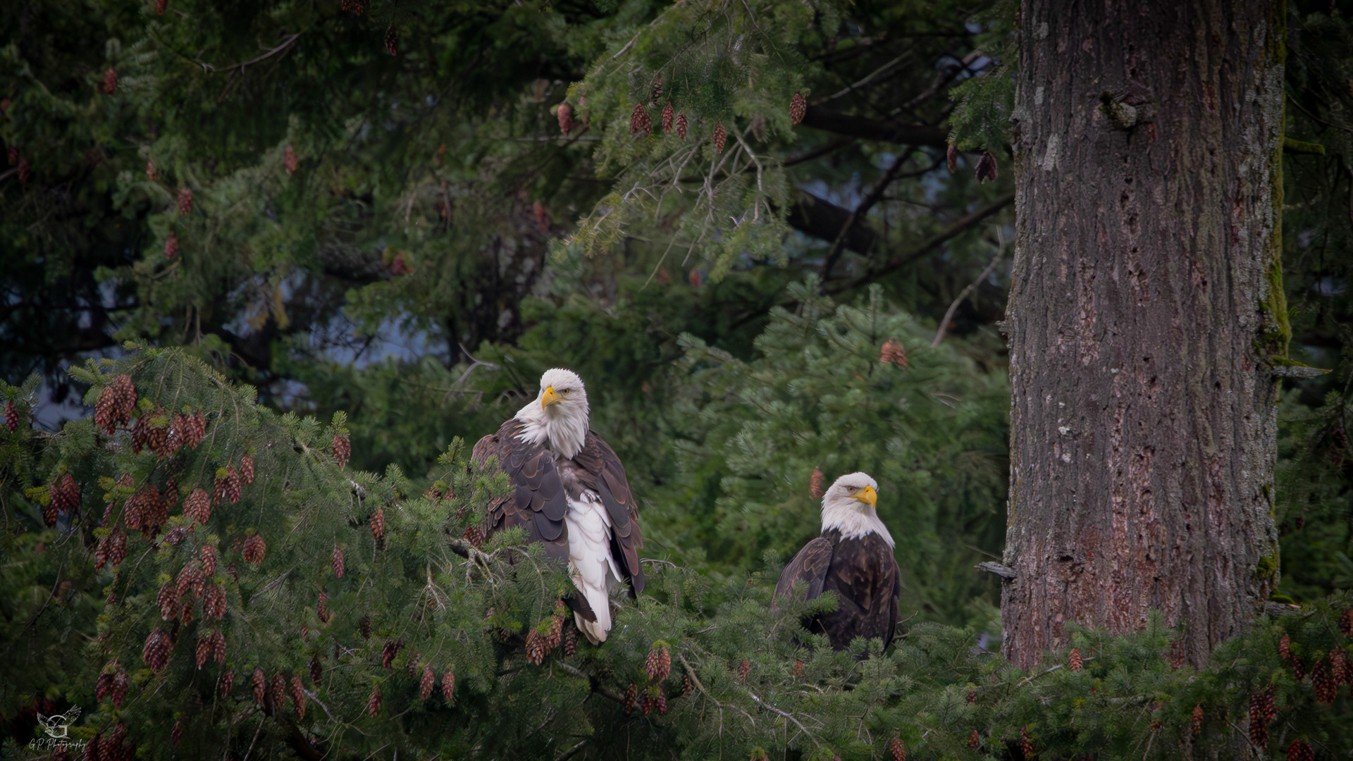 Bald Eagles