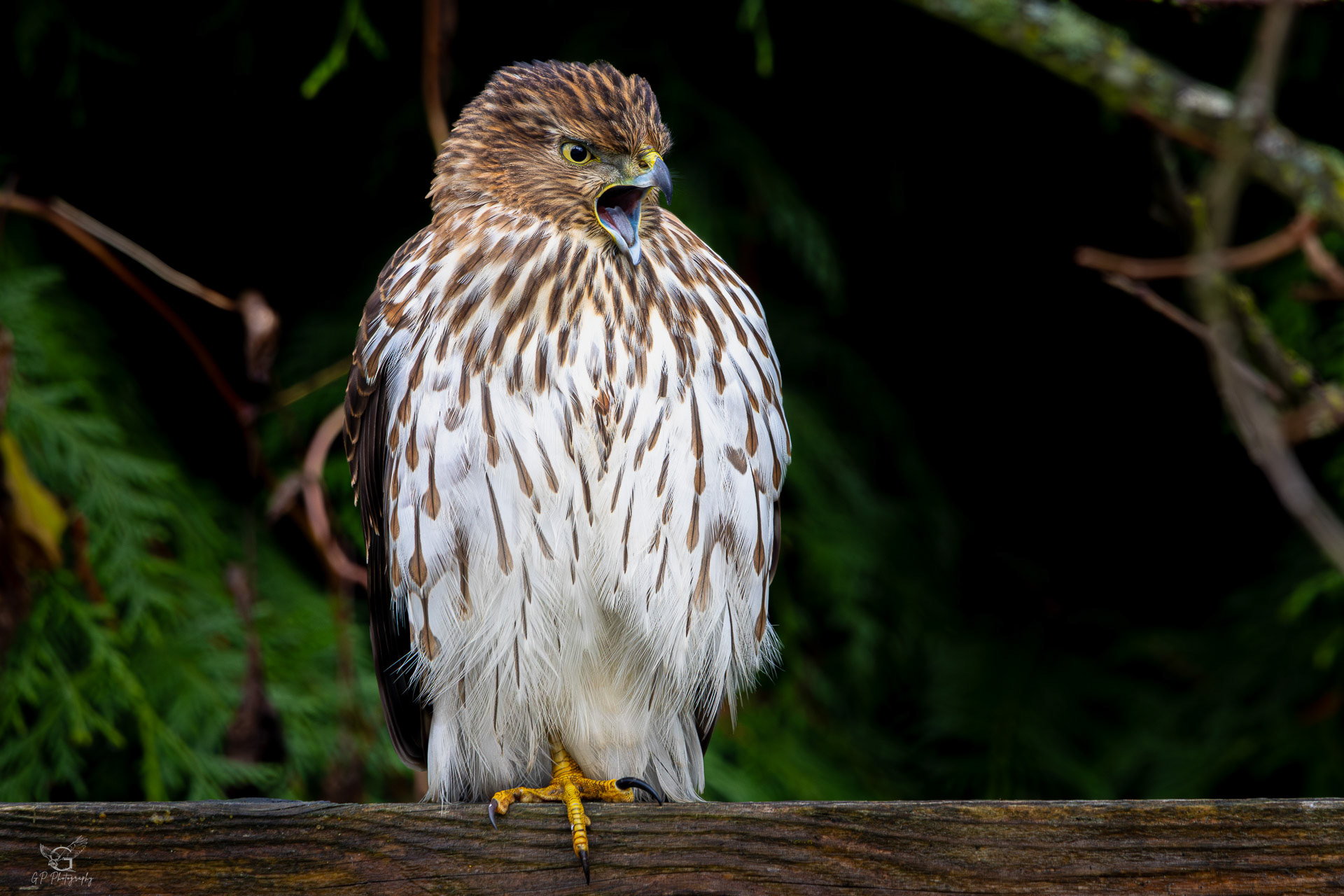 Cooper's Hawk