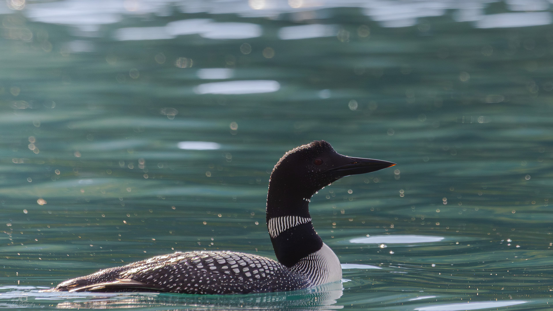 Common Loon