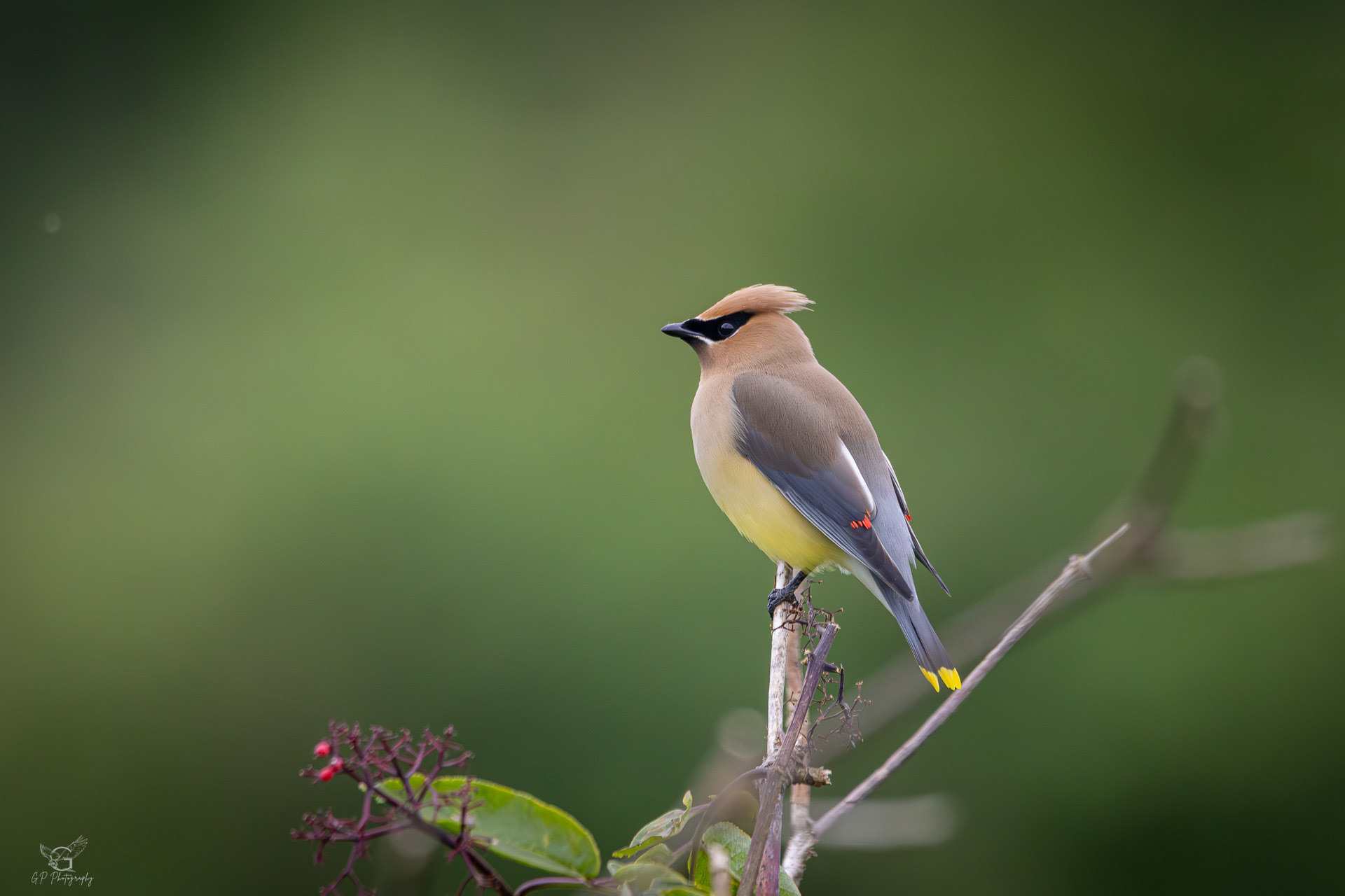 Cedar Waxwing