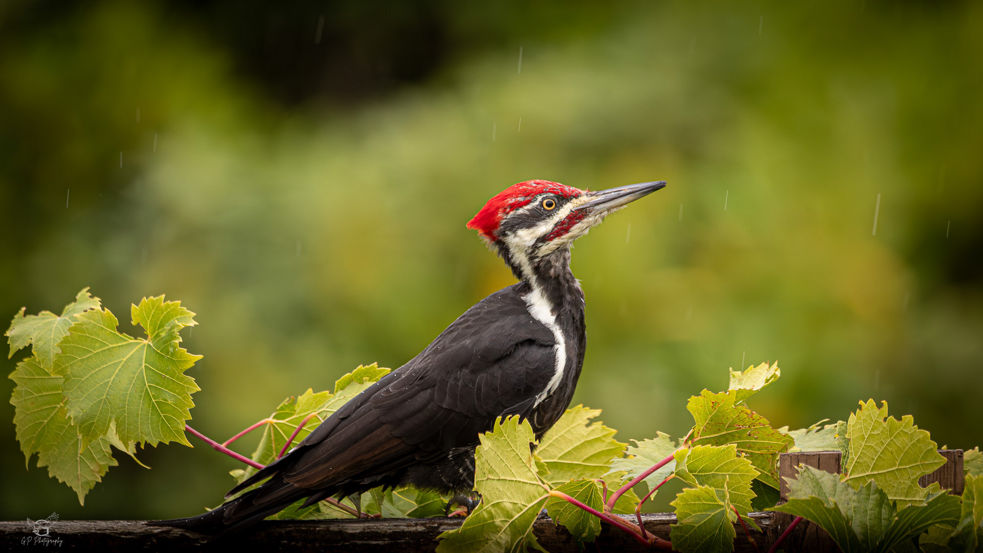 Pileated Woodpecker