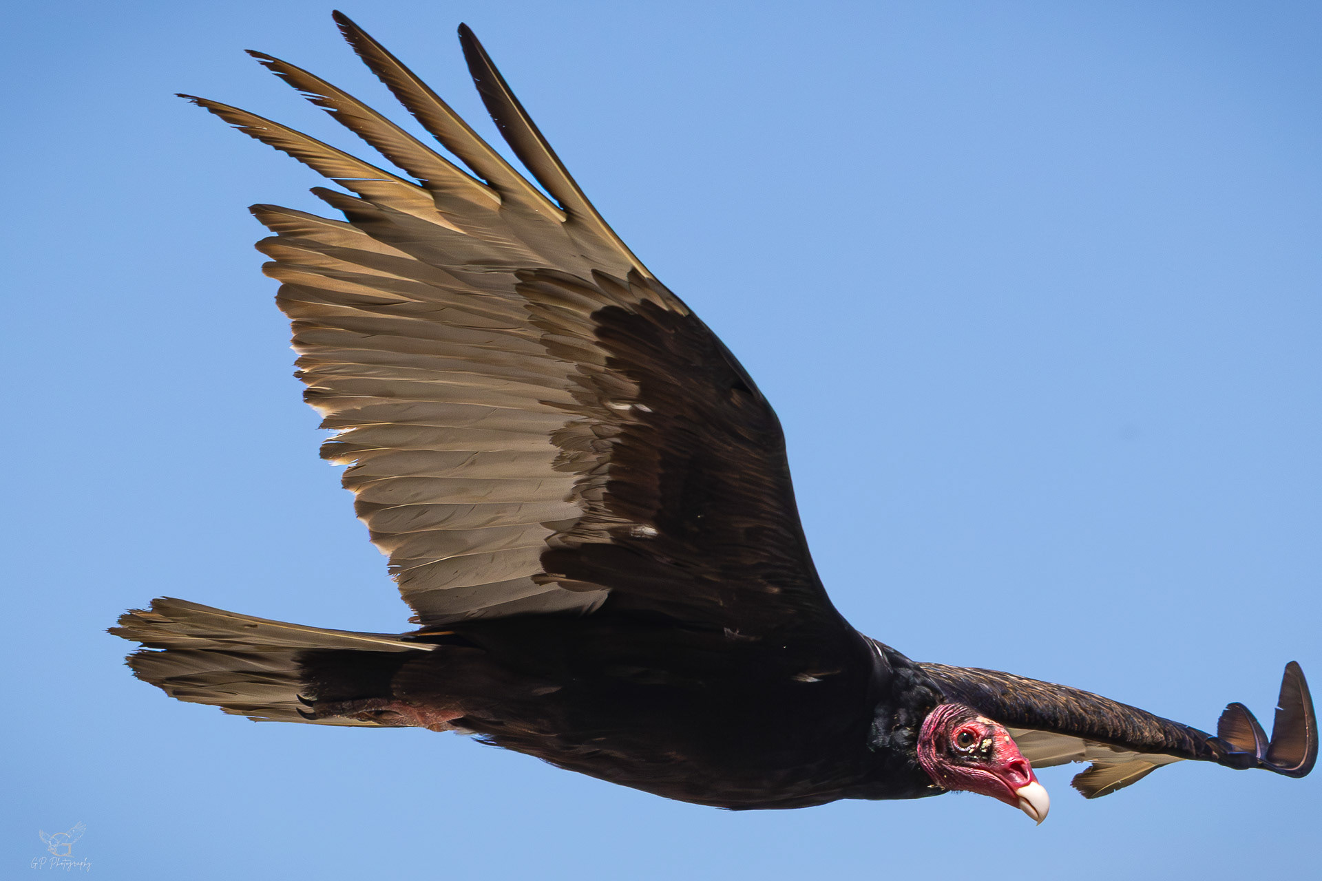 Turkey Vulture