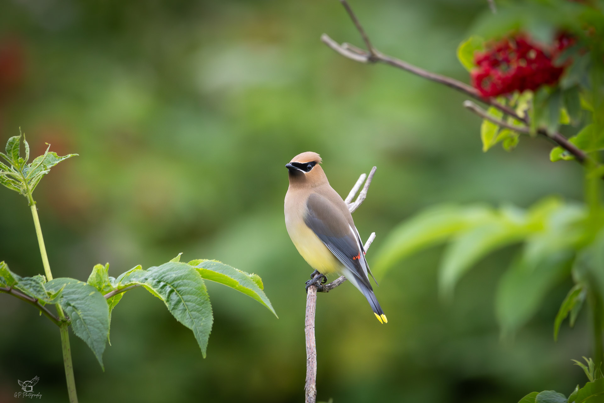 Cedar Waxwing