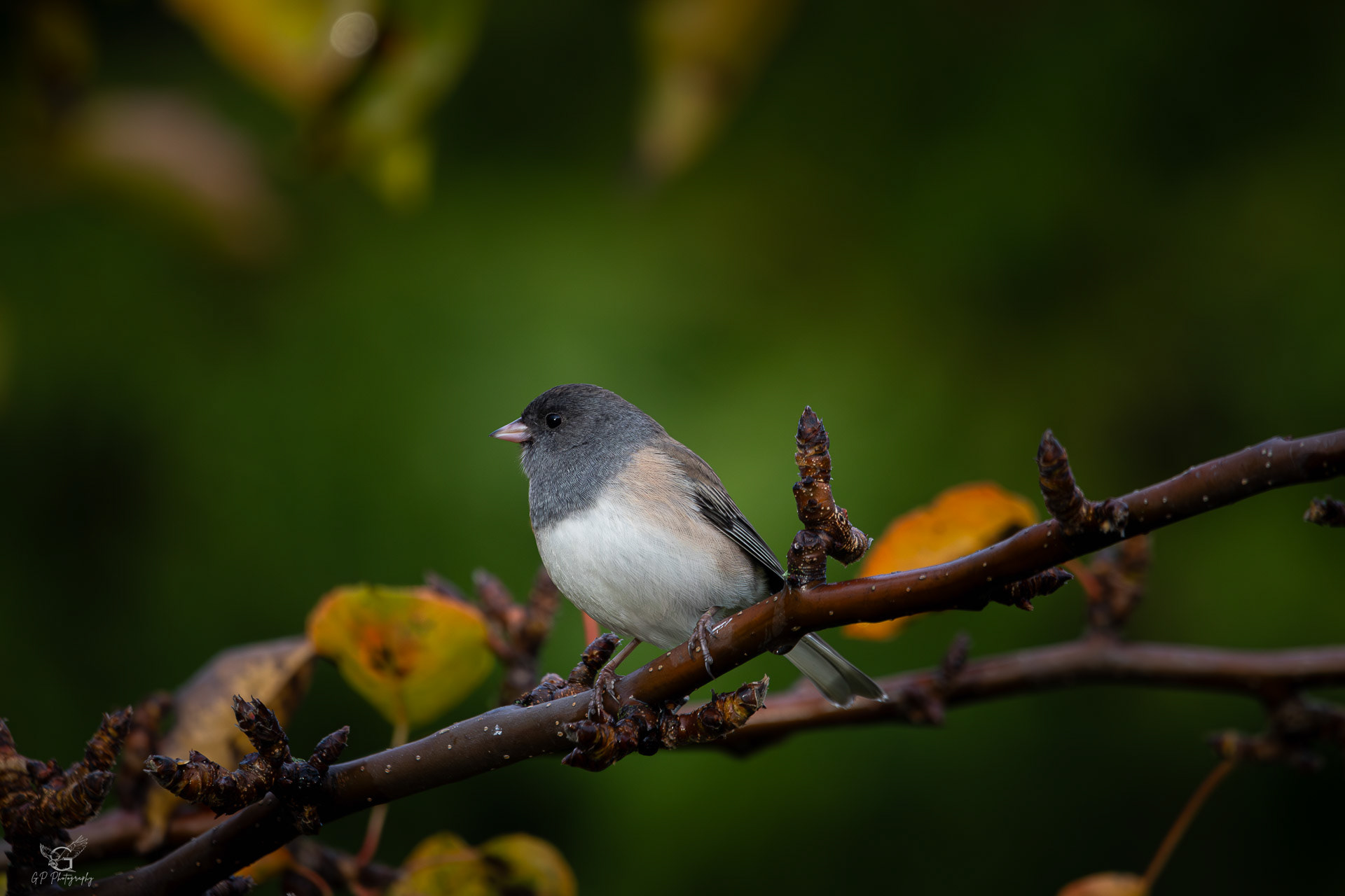 Dark-eyed Junco