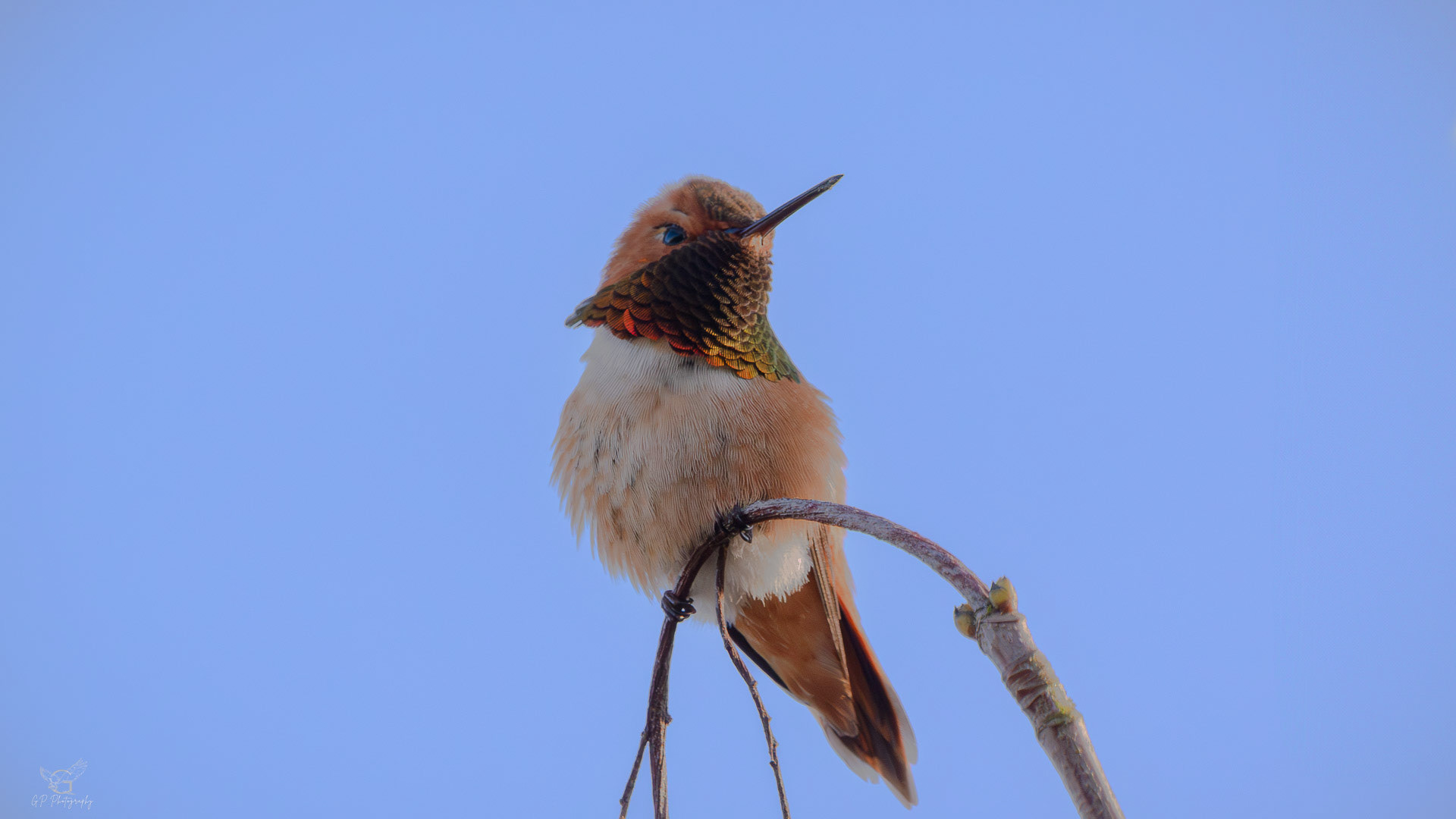 Rufous Hummingbird