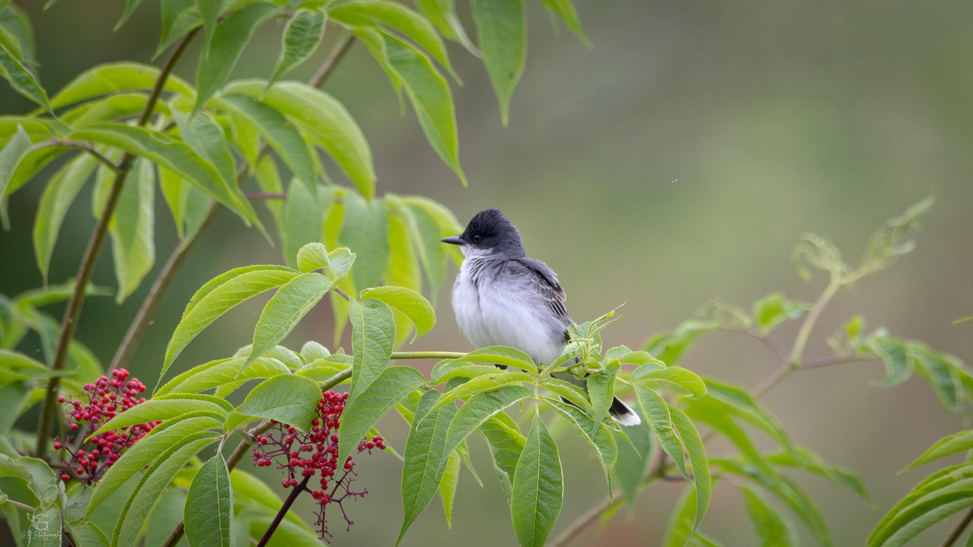 Eastern Kingbird