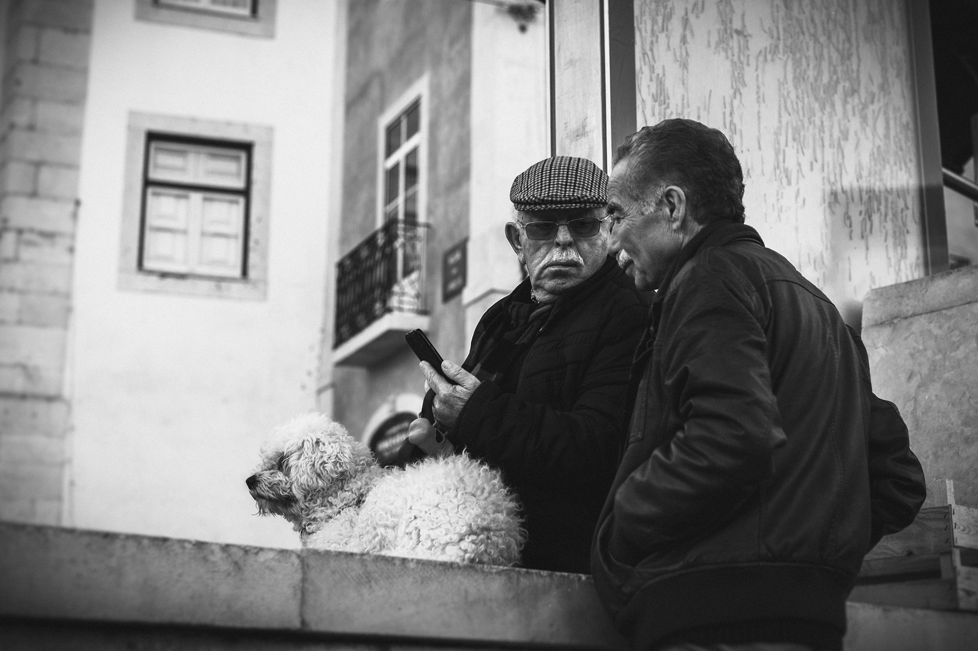 Perros de Lisboa