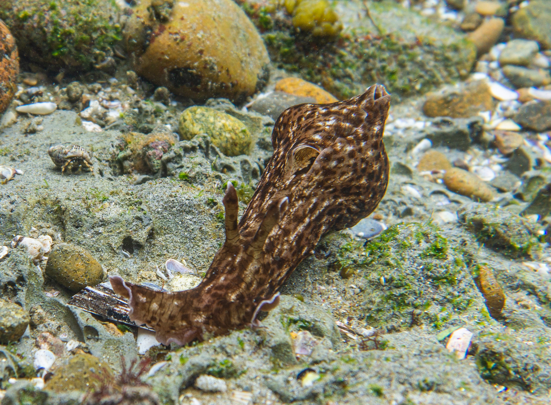 California Sea Hare