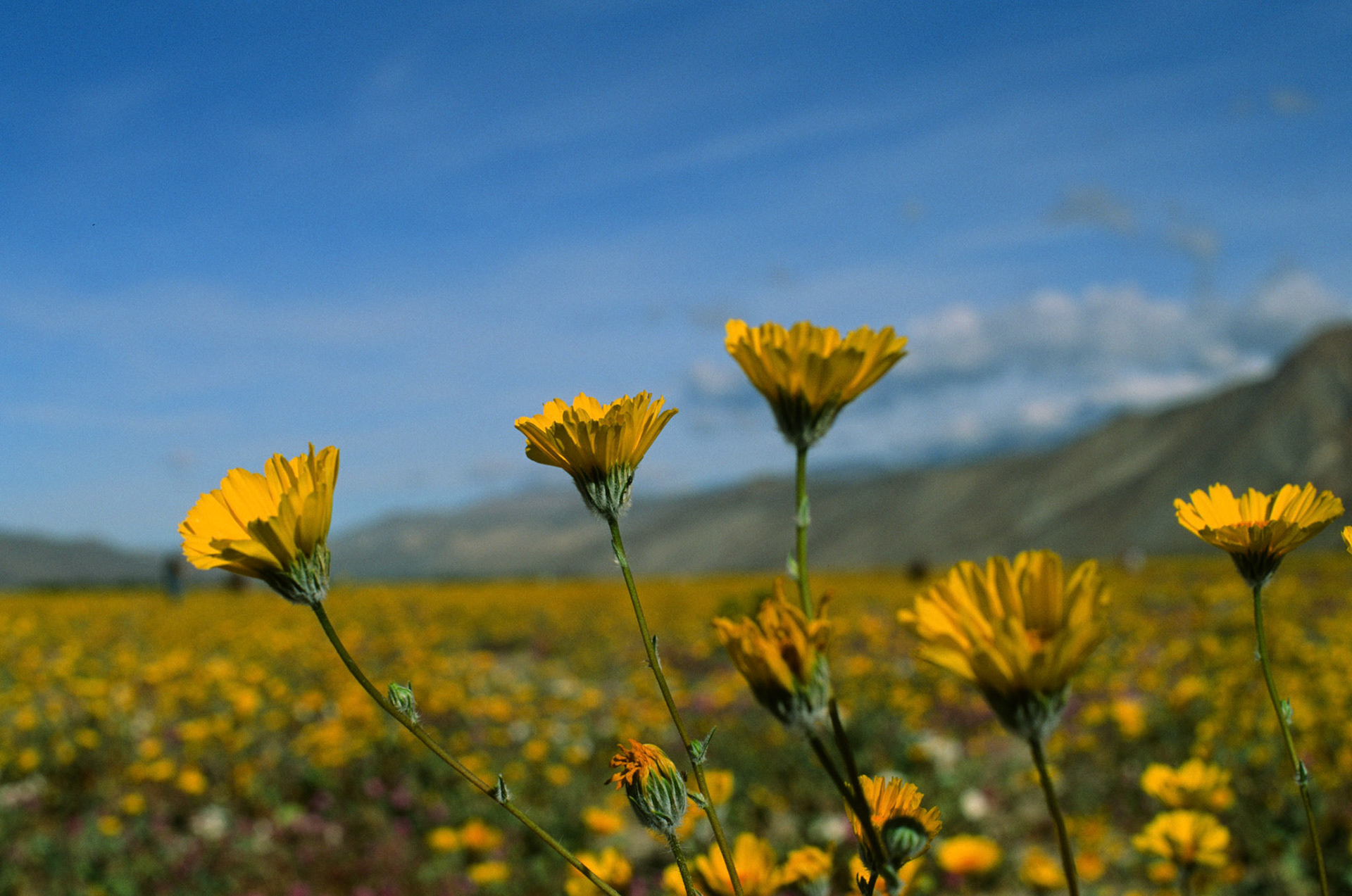 Anza Borrego spring Bloom, California