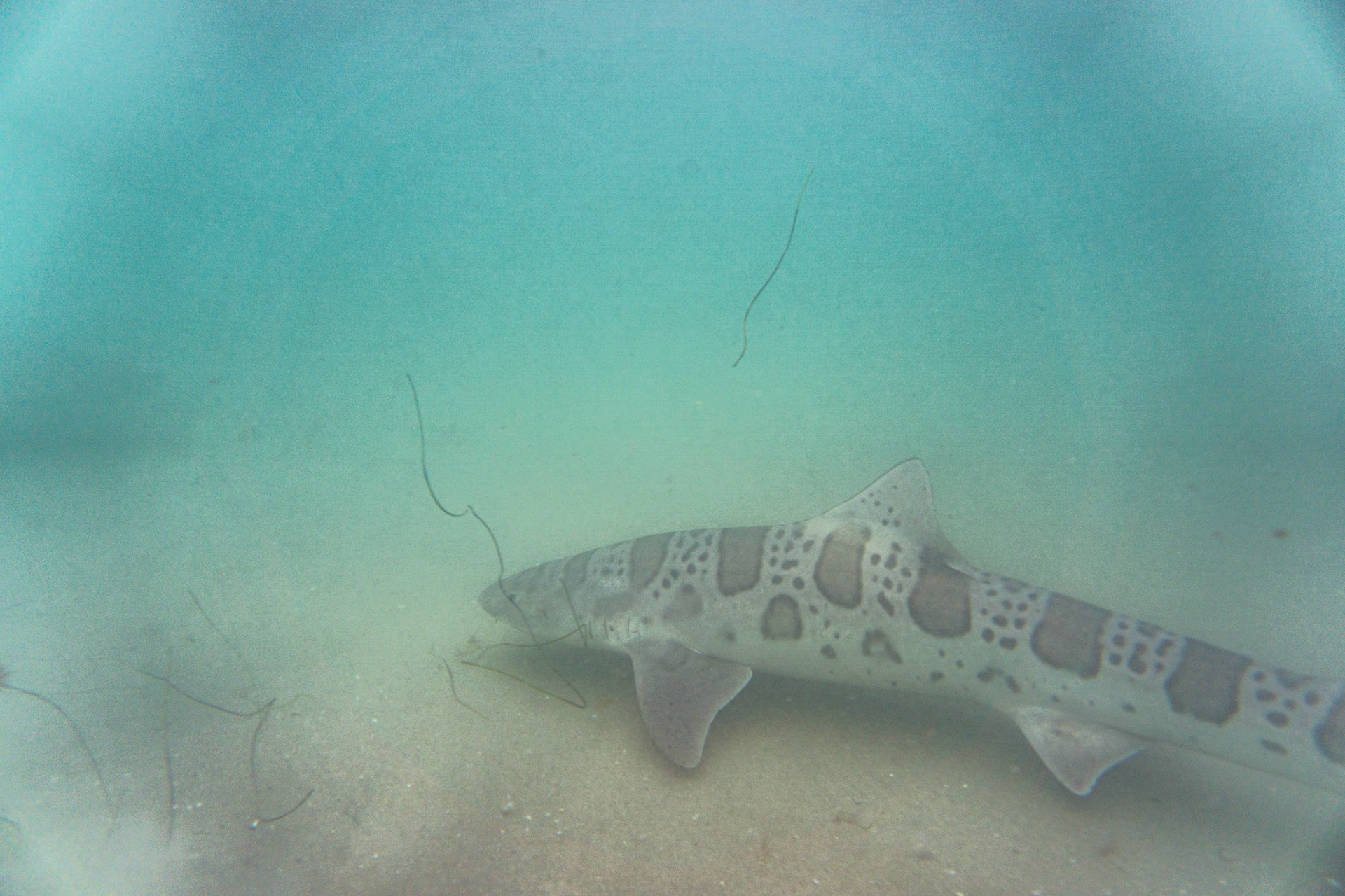 Leopard Shark