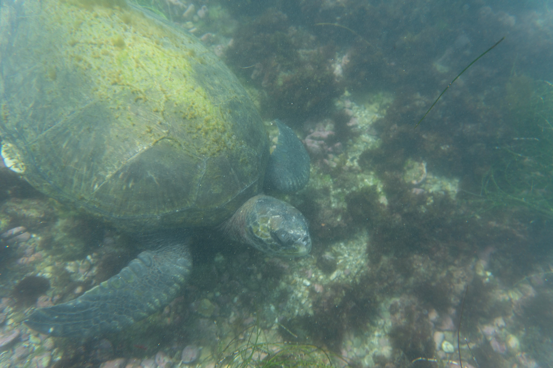 Pacific Green Sea Turtle