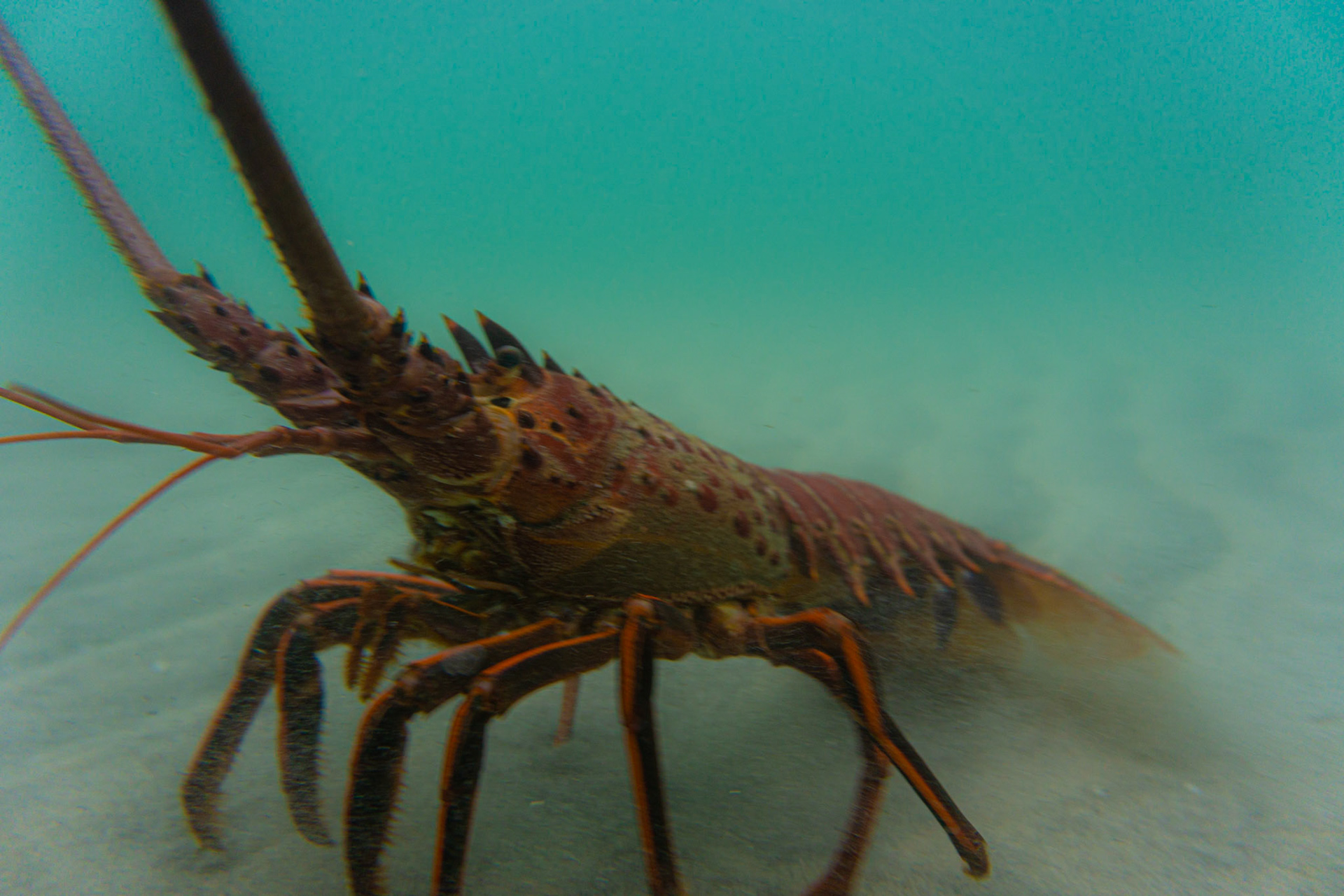 California Spiny Lobster