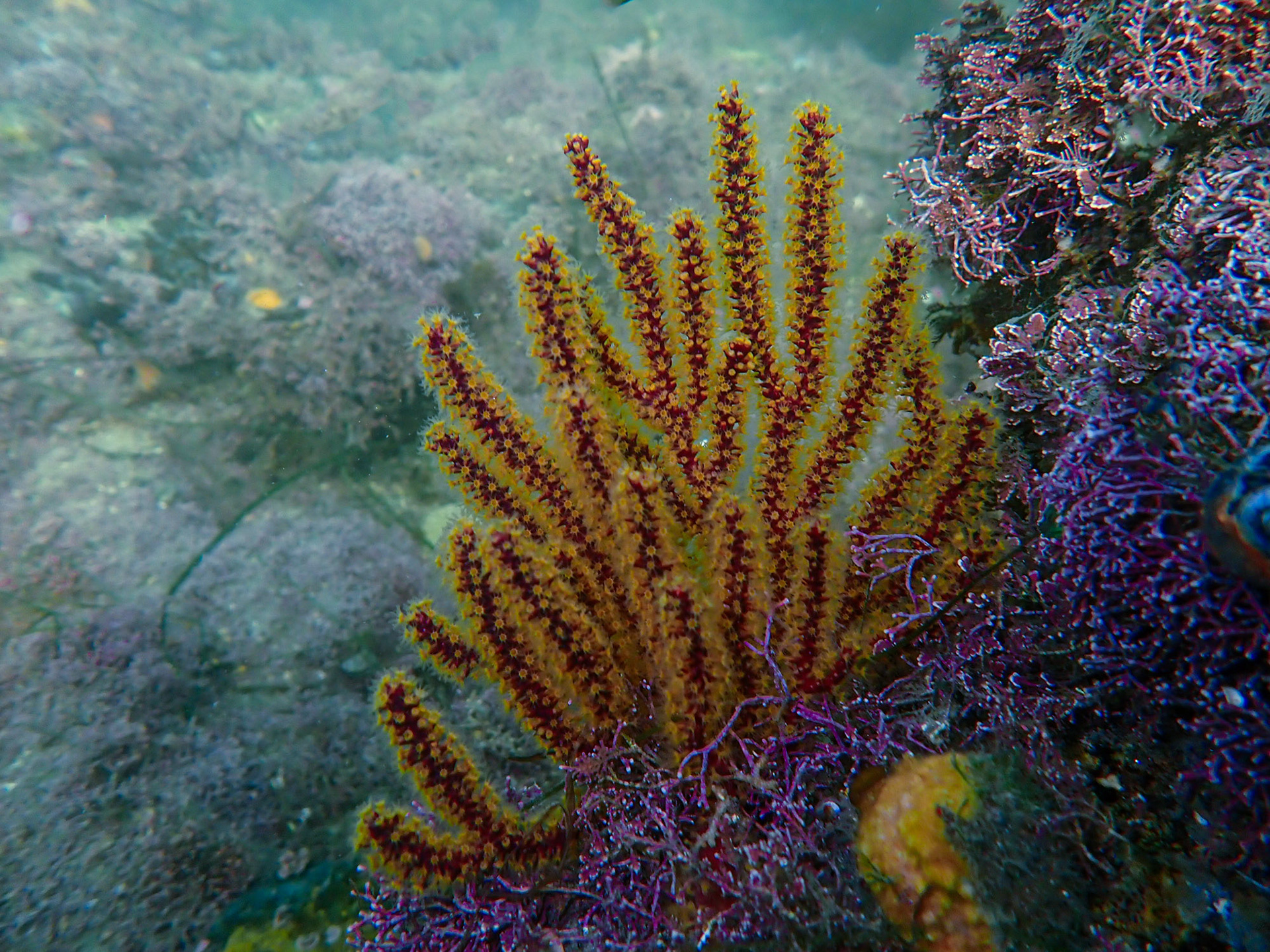 California Golden Gorgonia