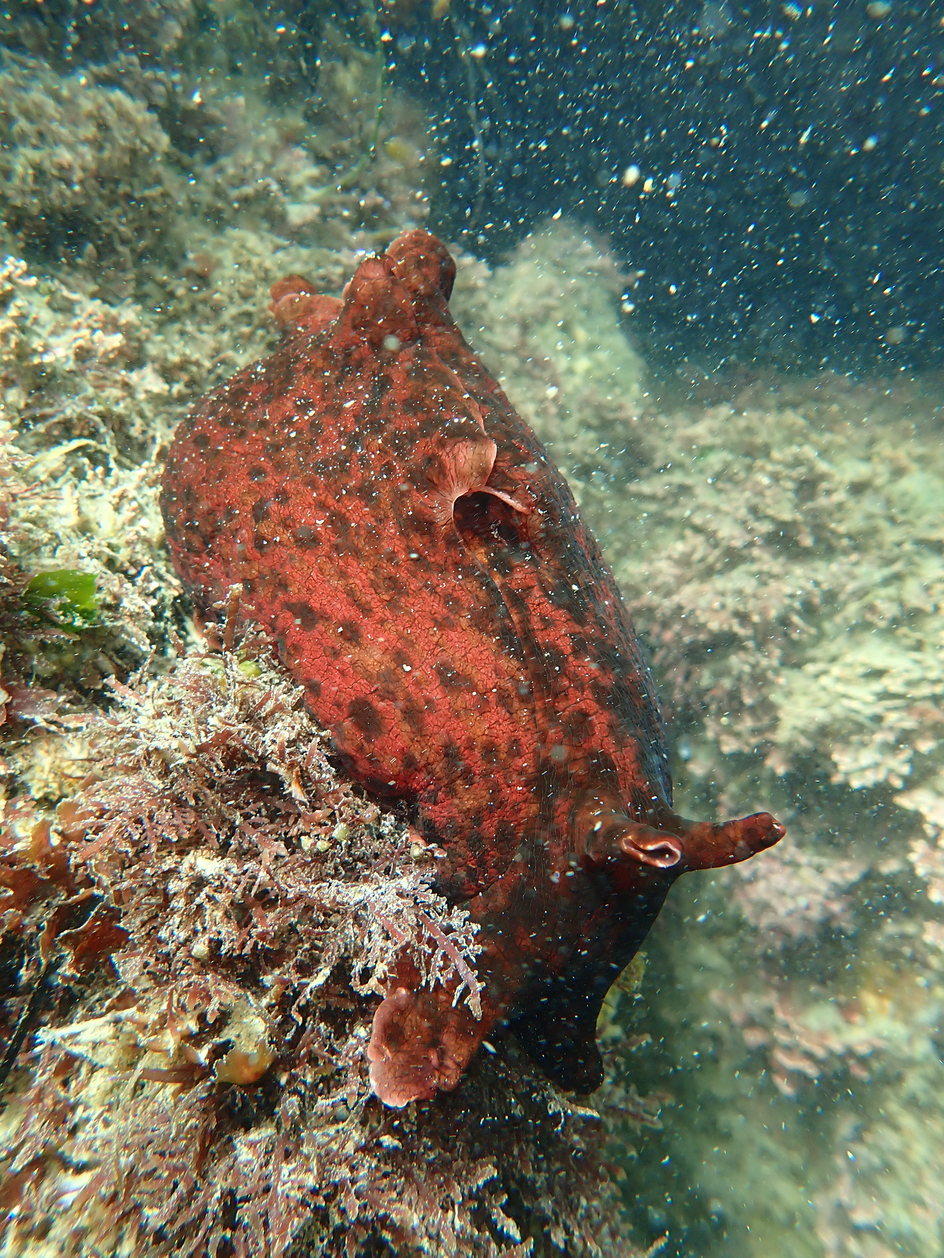 California Sea Hare