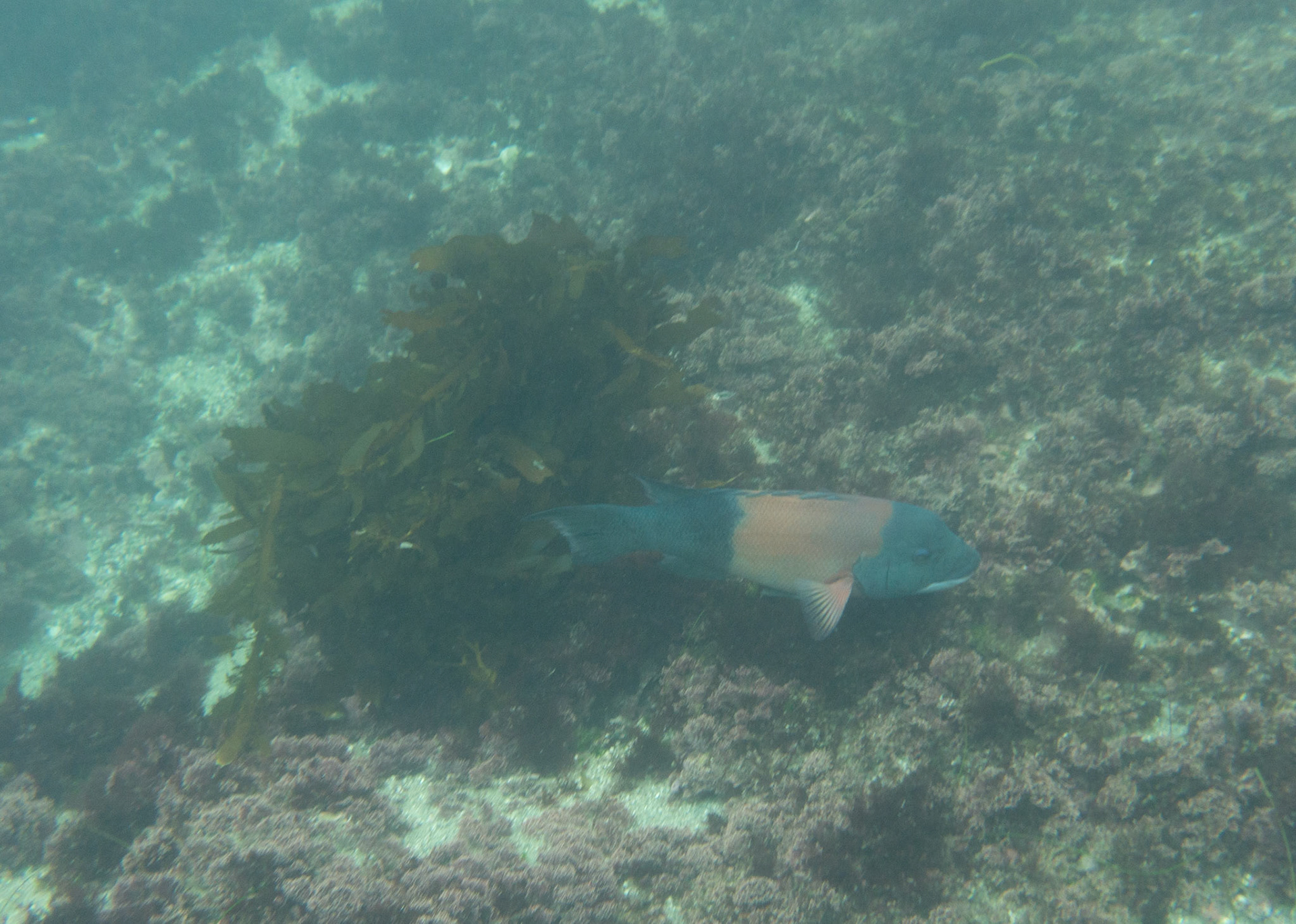 California Sheephead