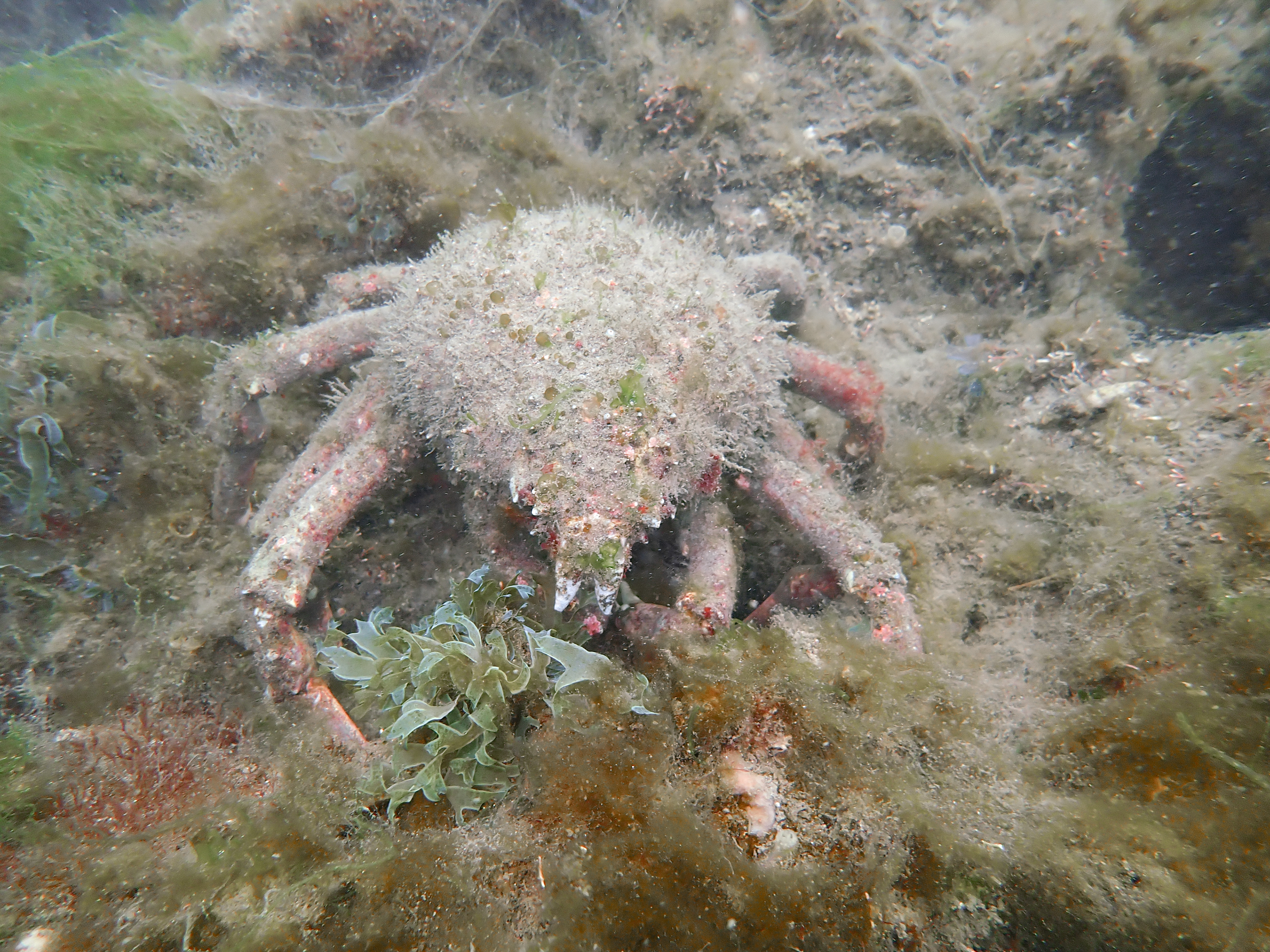 Sheep Crab