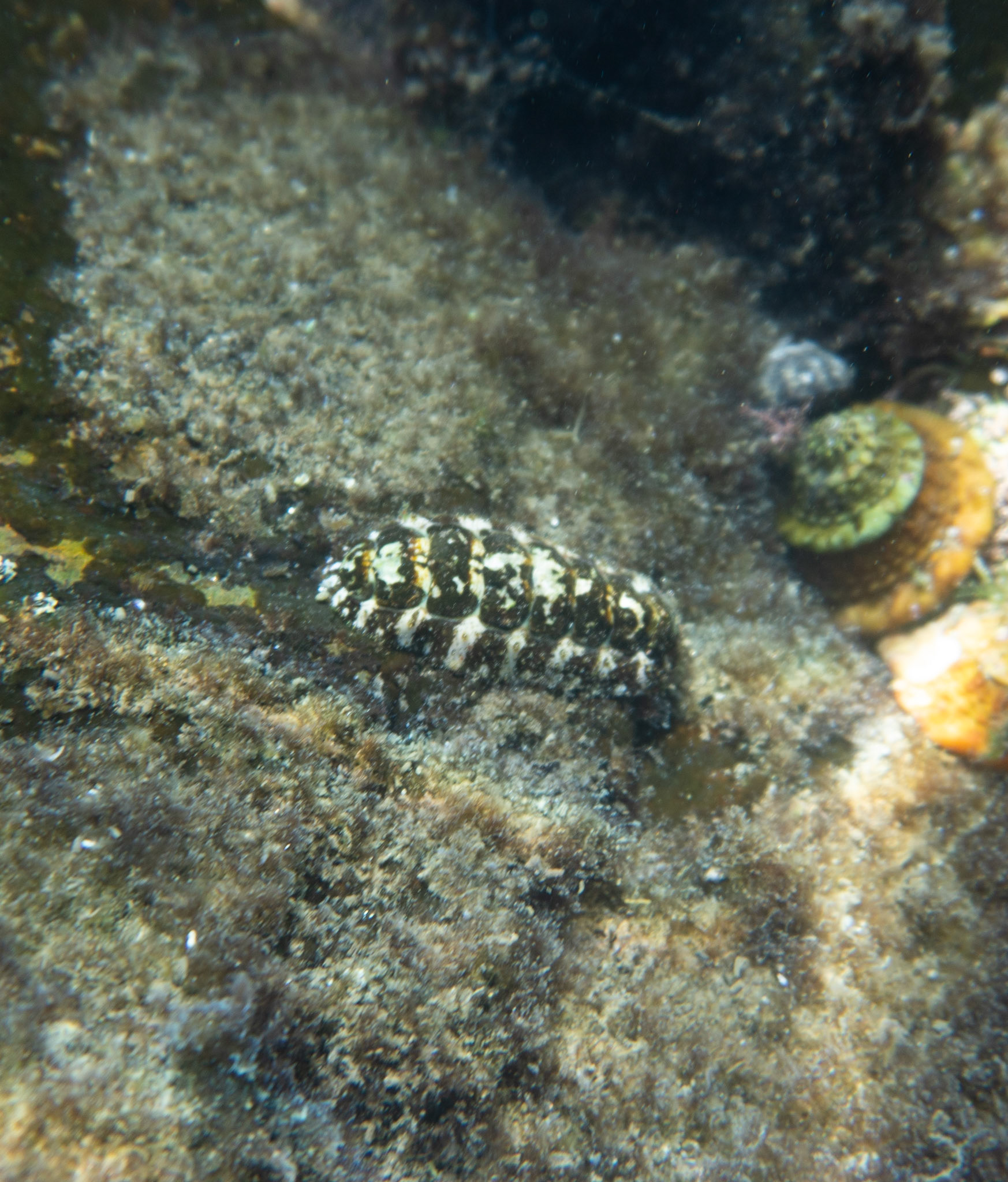 California Spiny Chiton