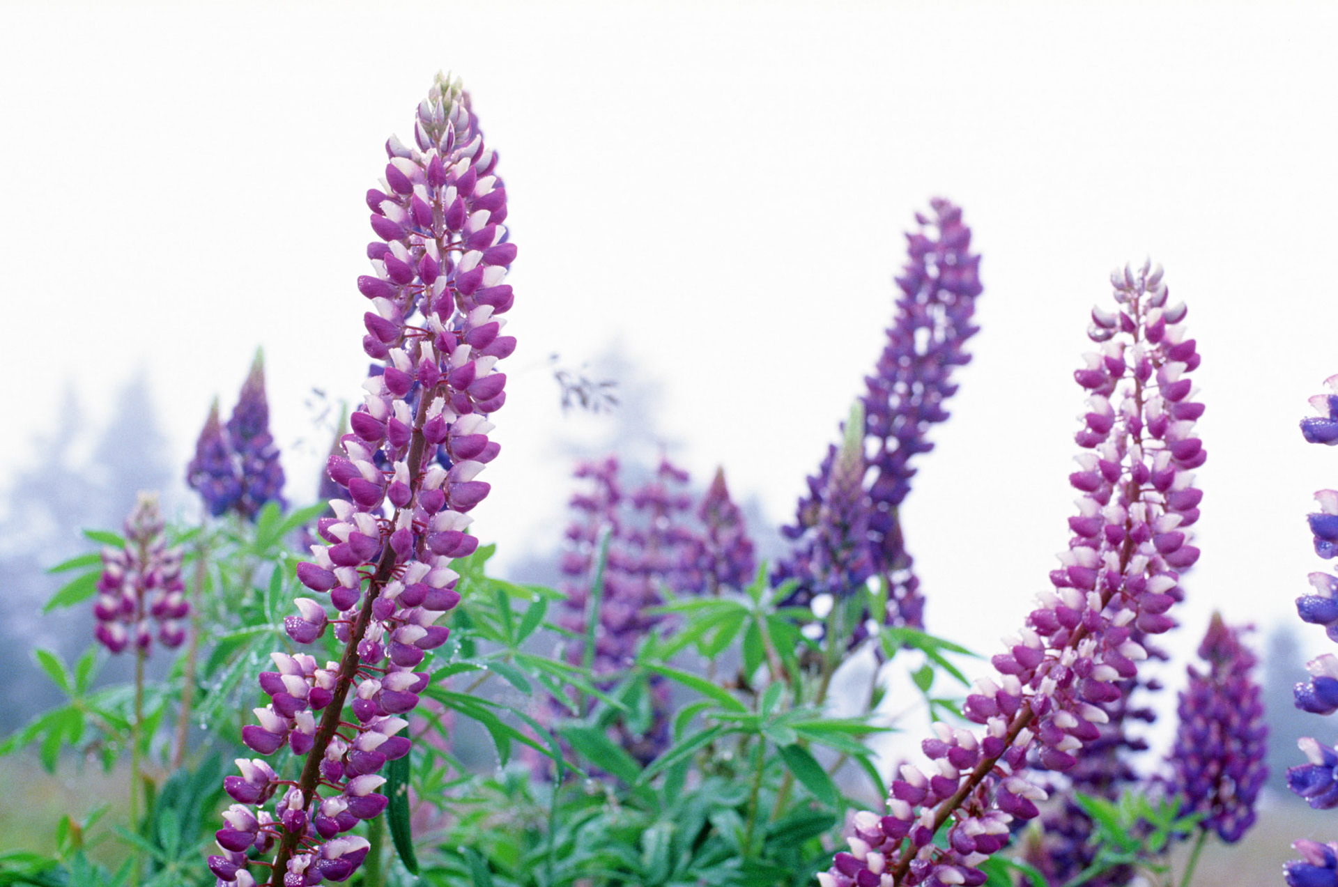 Maine Lupine