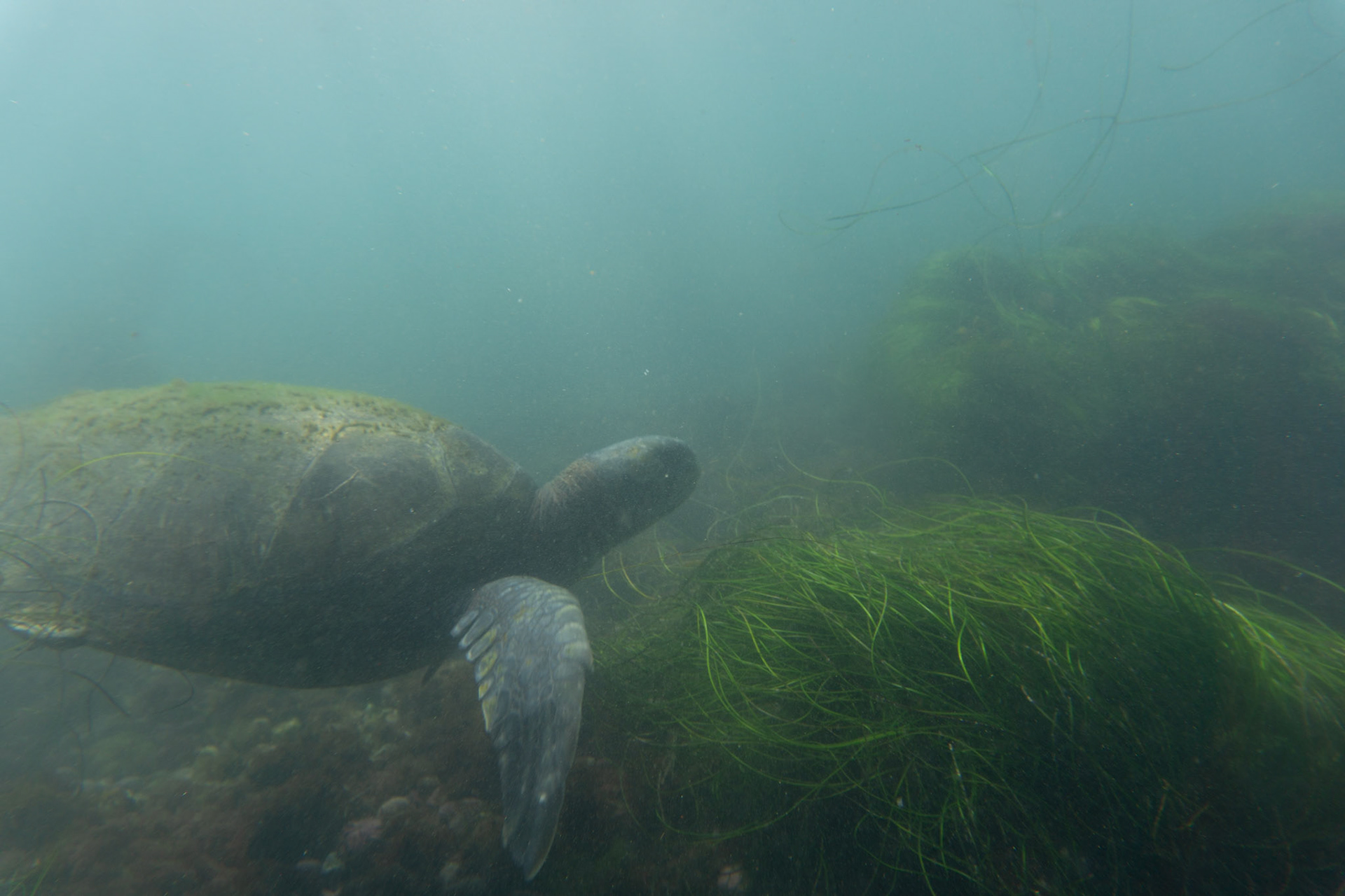 Pacific Green Sea Turtle