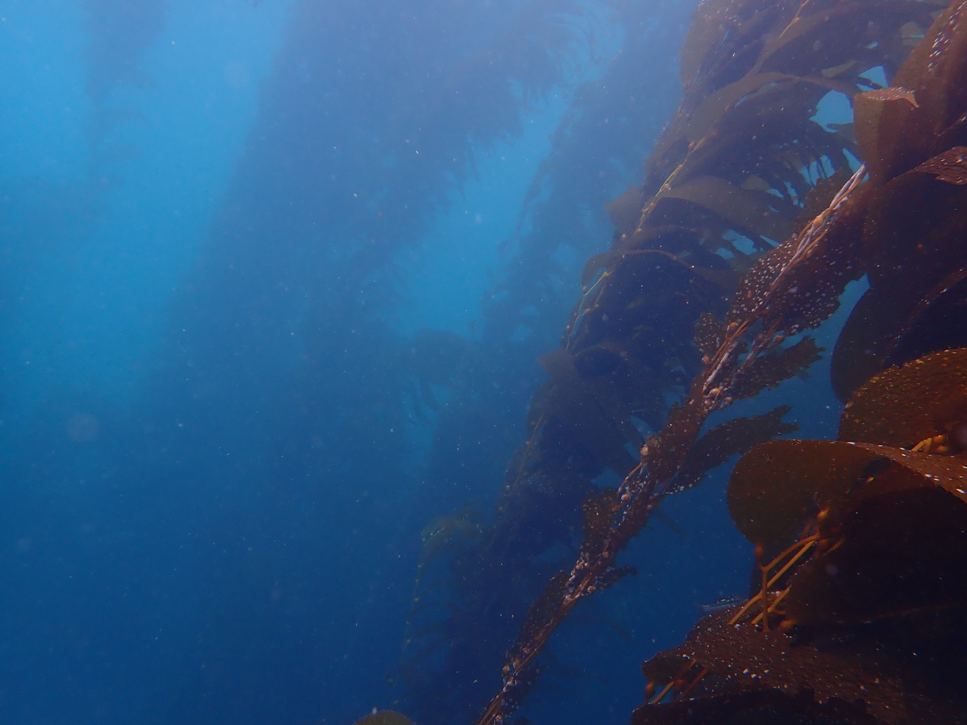 Giant Kelp
